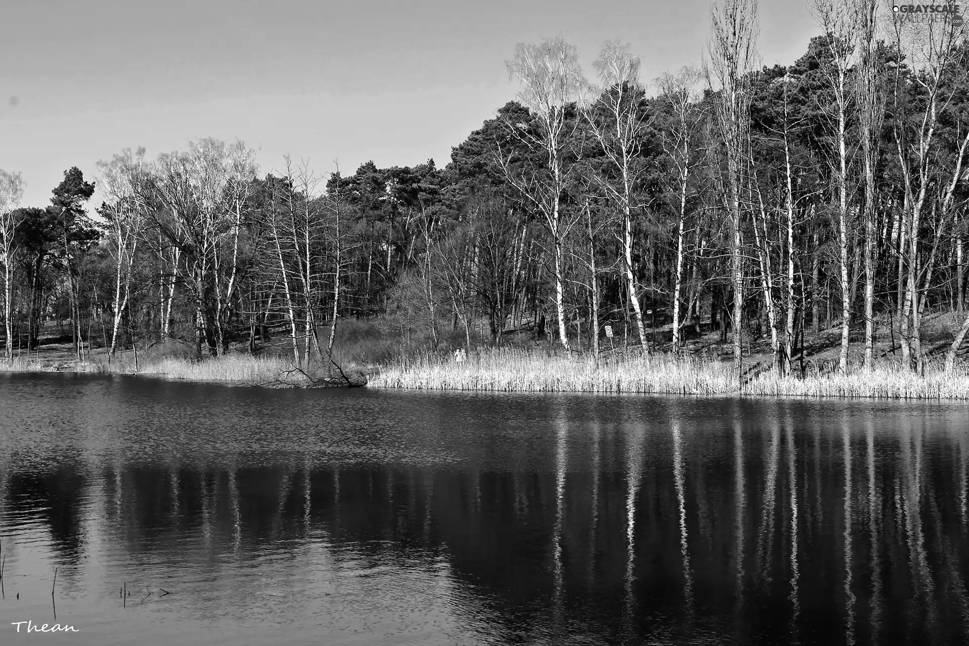 early spring, forest, lake