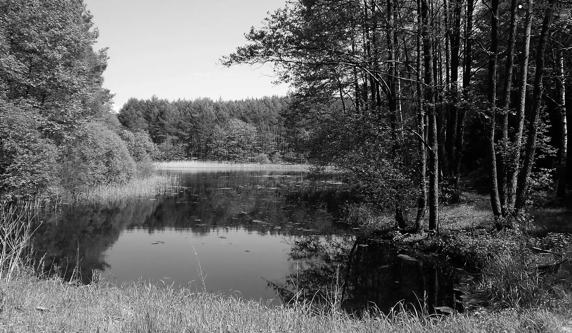 Spring, viewes, lake, trees