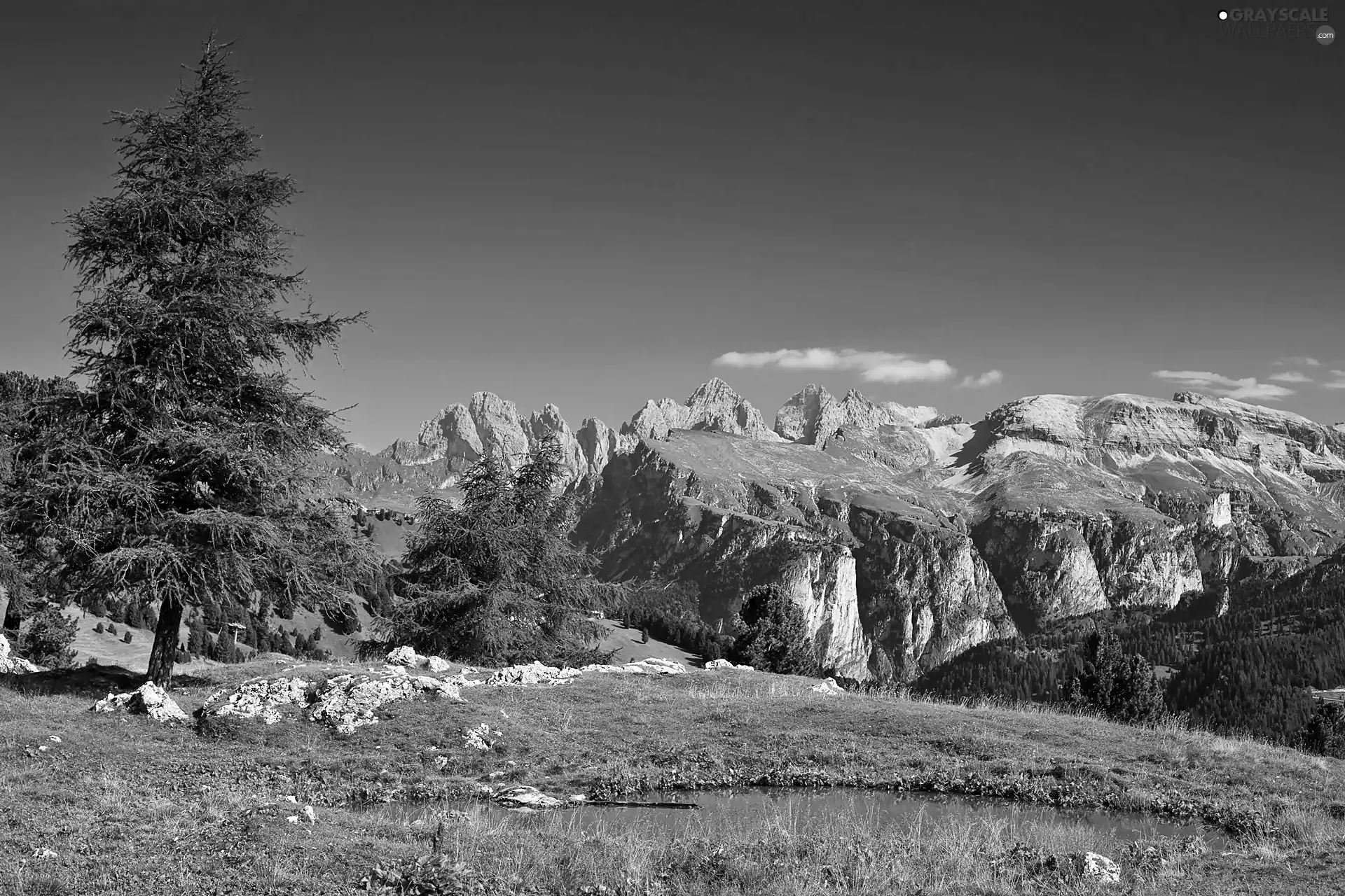 woods, Alps, lake, Spruces, Meadow, Italian