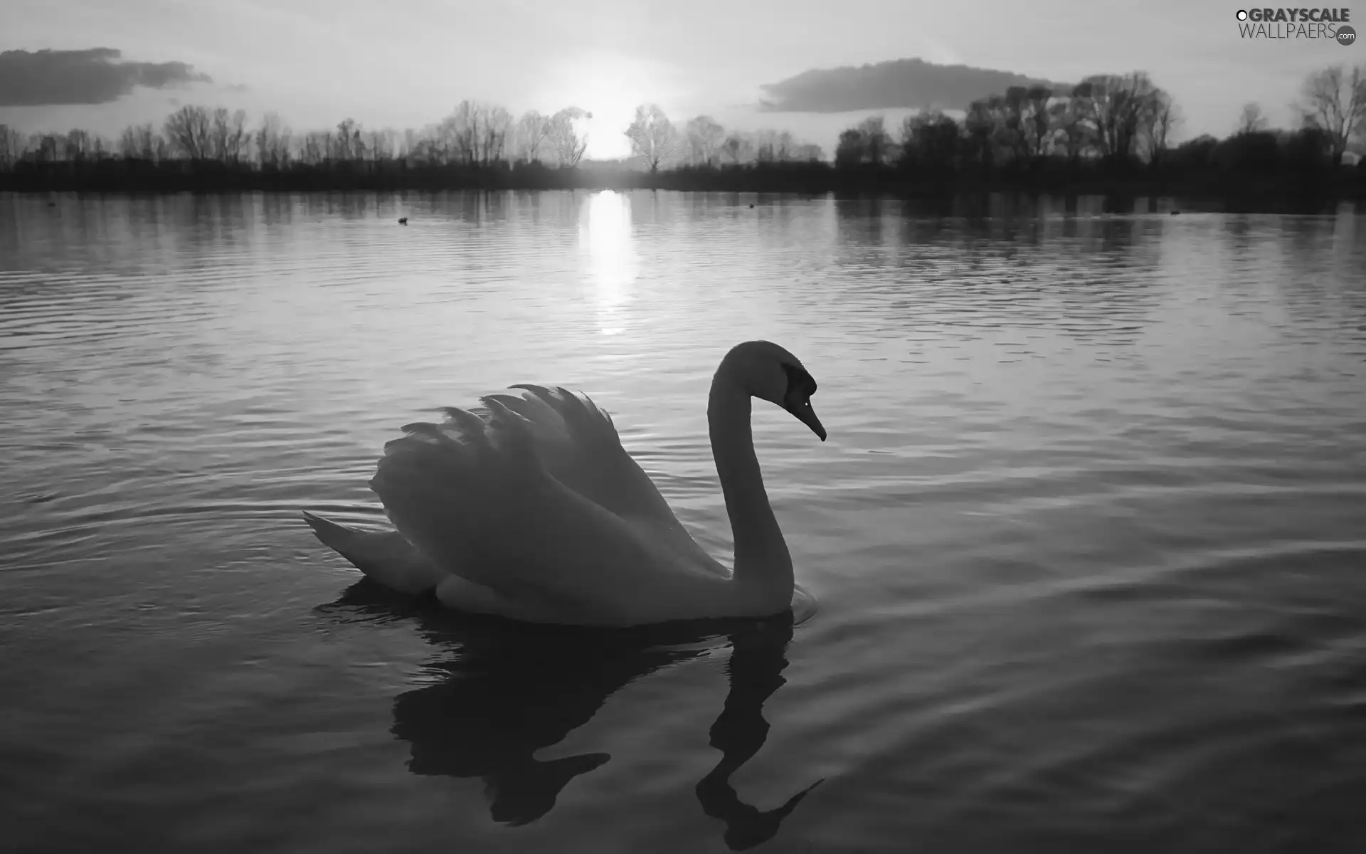 lake, Swans, sun