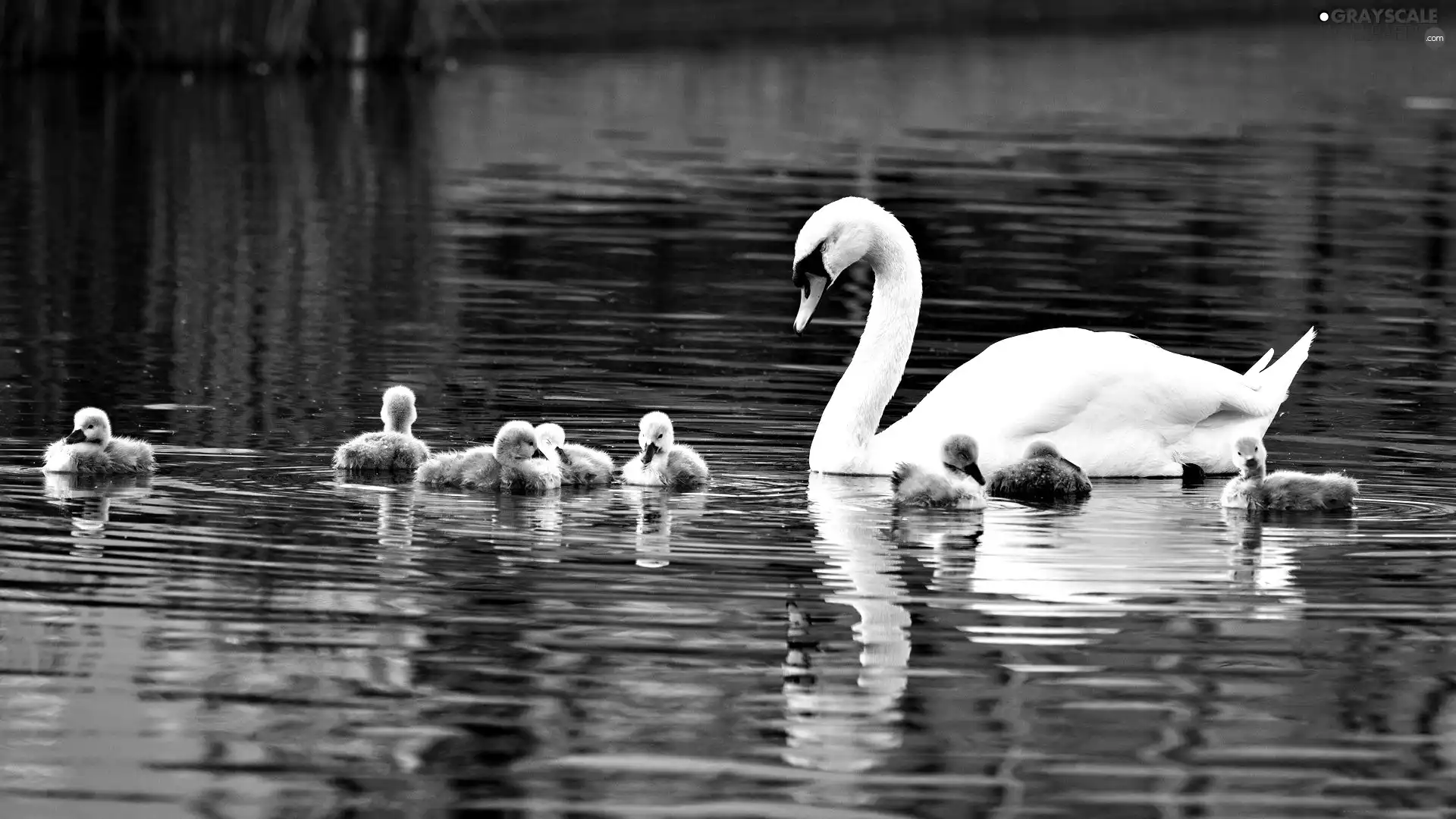 Swan, lake