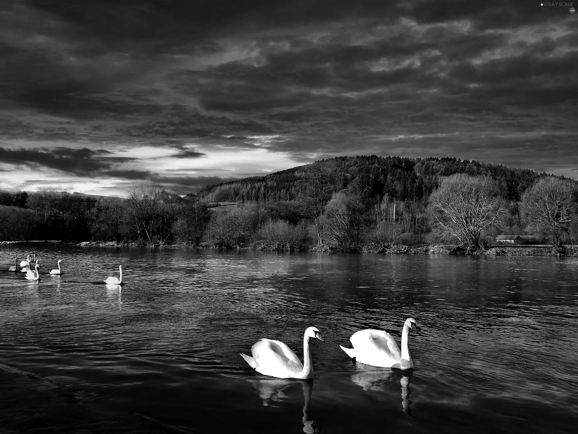 lake, Swan, sun, forest, west