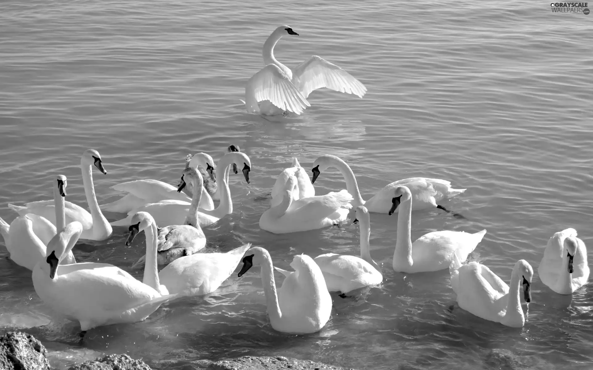 Swan, lake