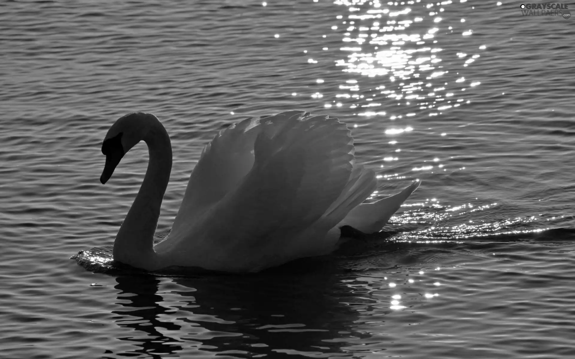 Swans, lake