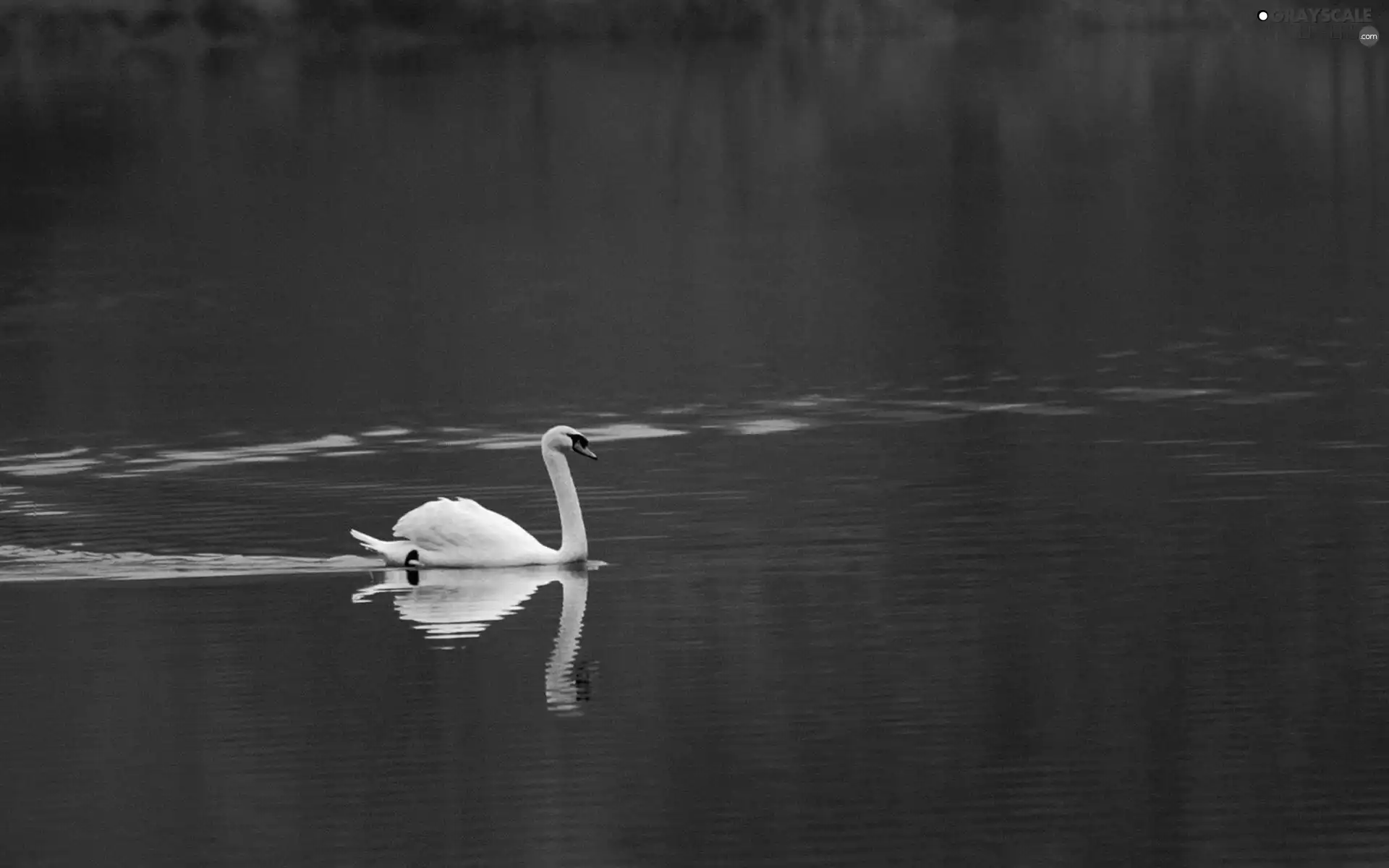 Swans, lake