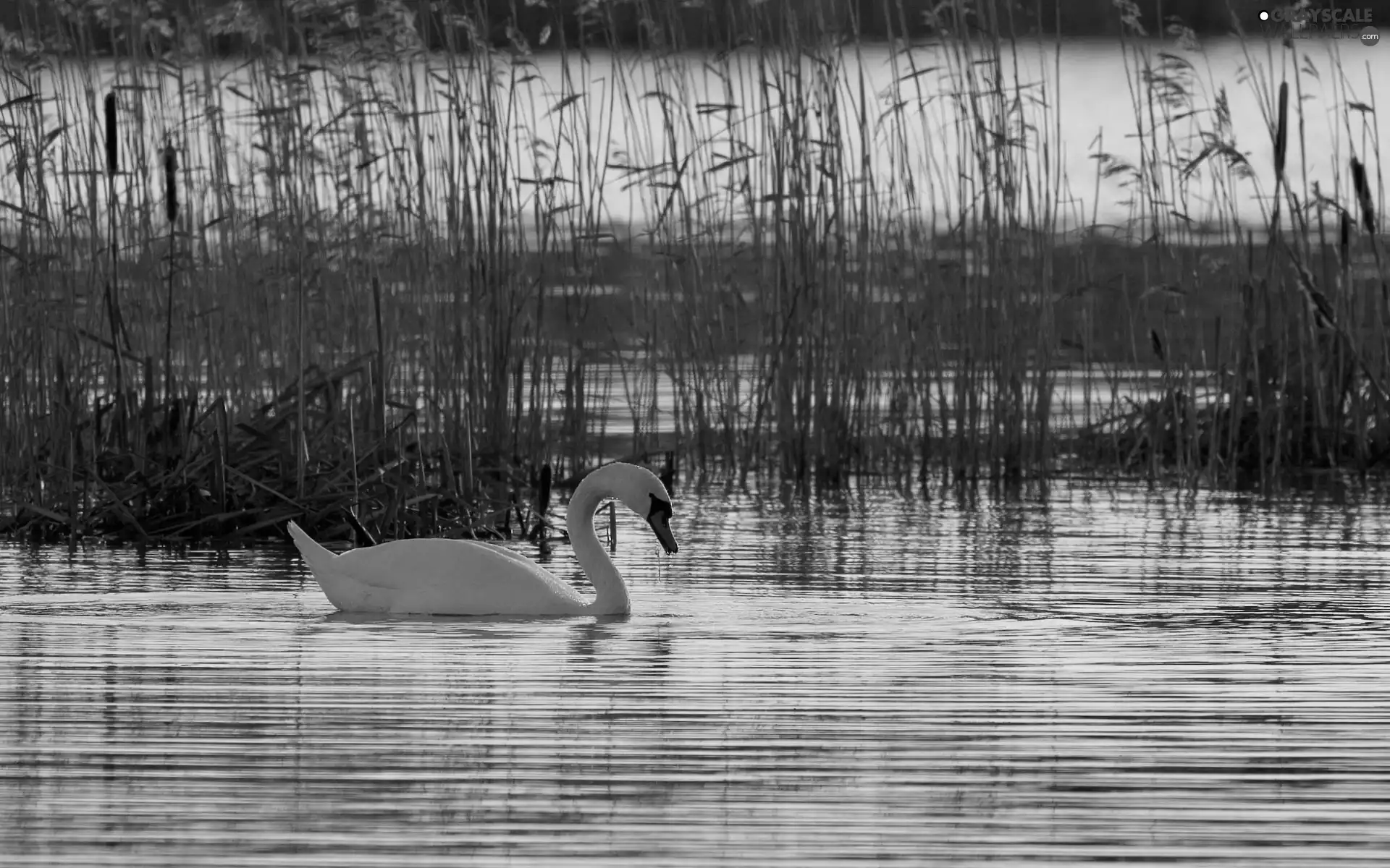 Swans, lake