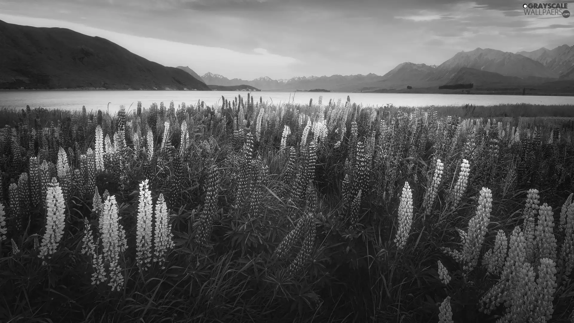 Meadow, Mountains, Tekapo Lake, lupine, New Zeland