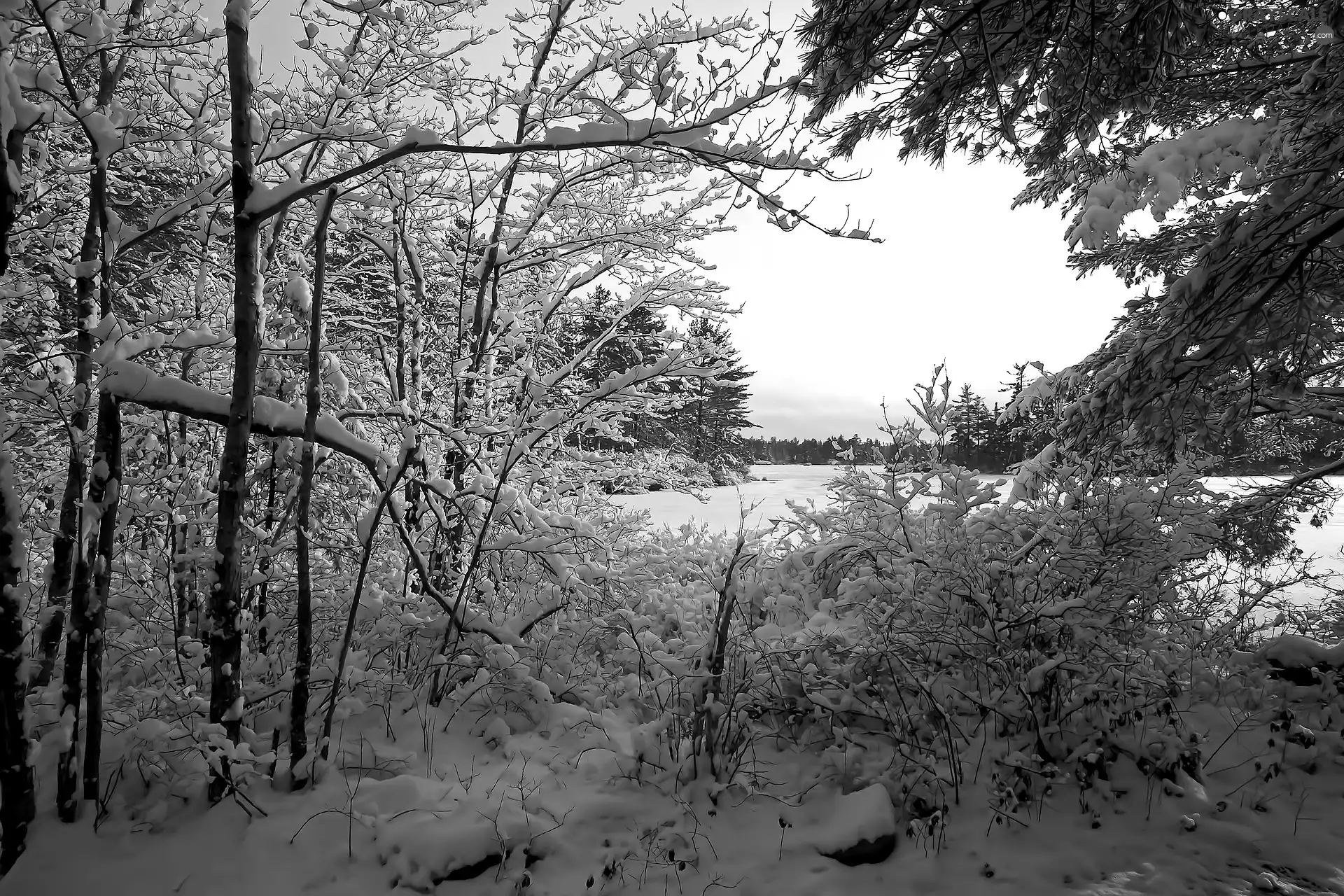 viewes, winter, snow, lake, Bush, trees