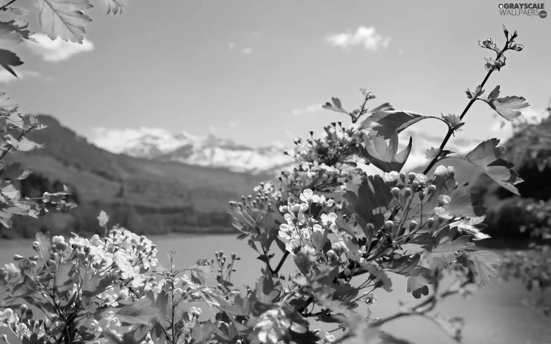 twig, kirsch, lake, Flowers