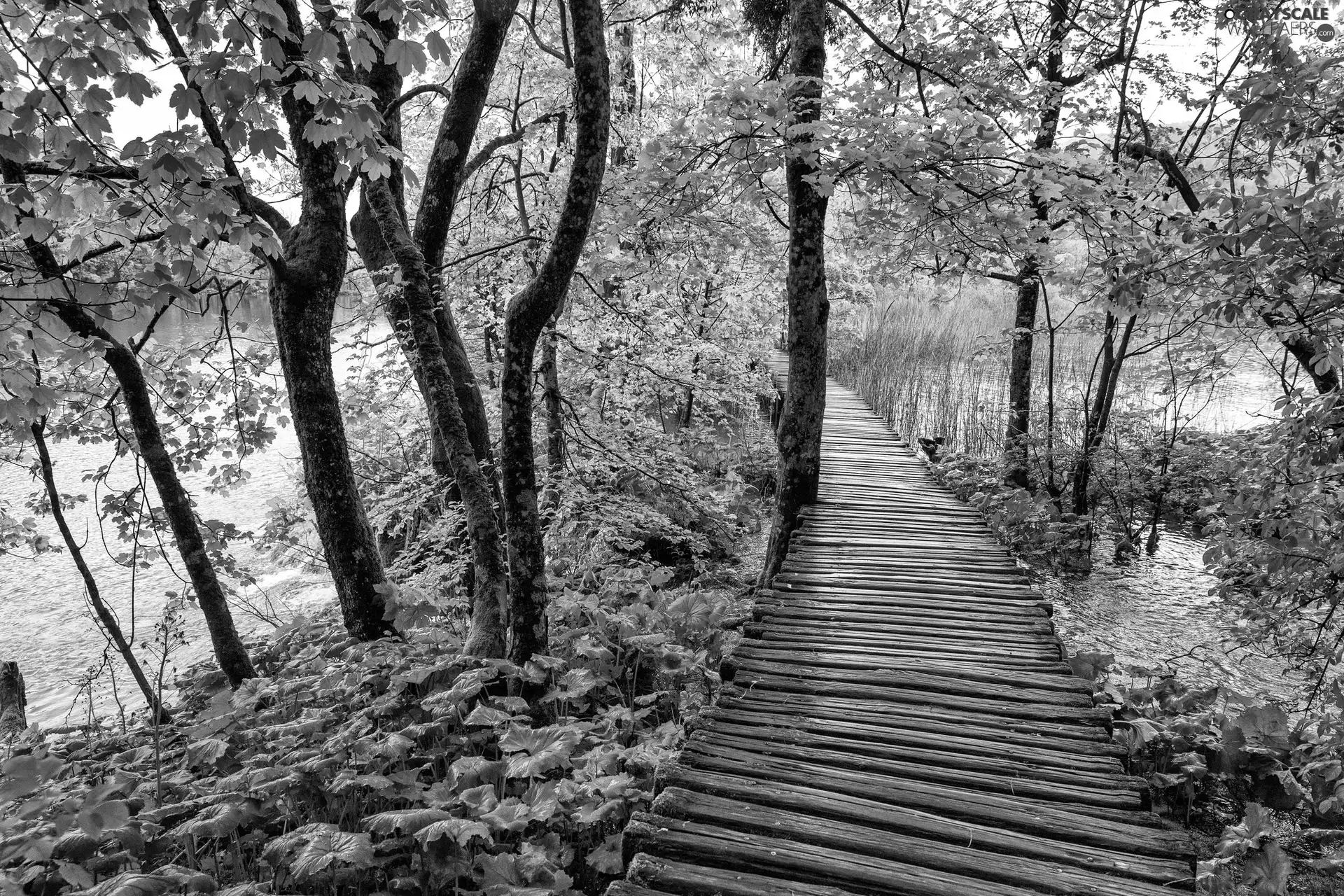 rushes, lake, viewes, Platform, trees