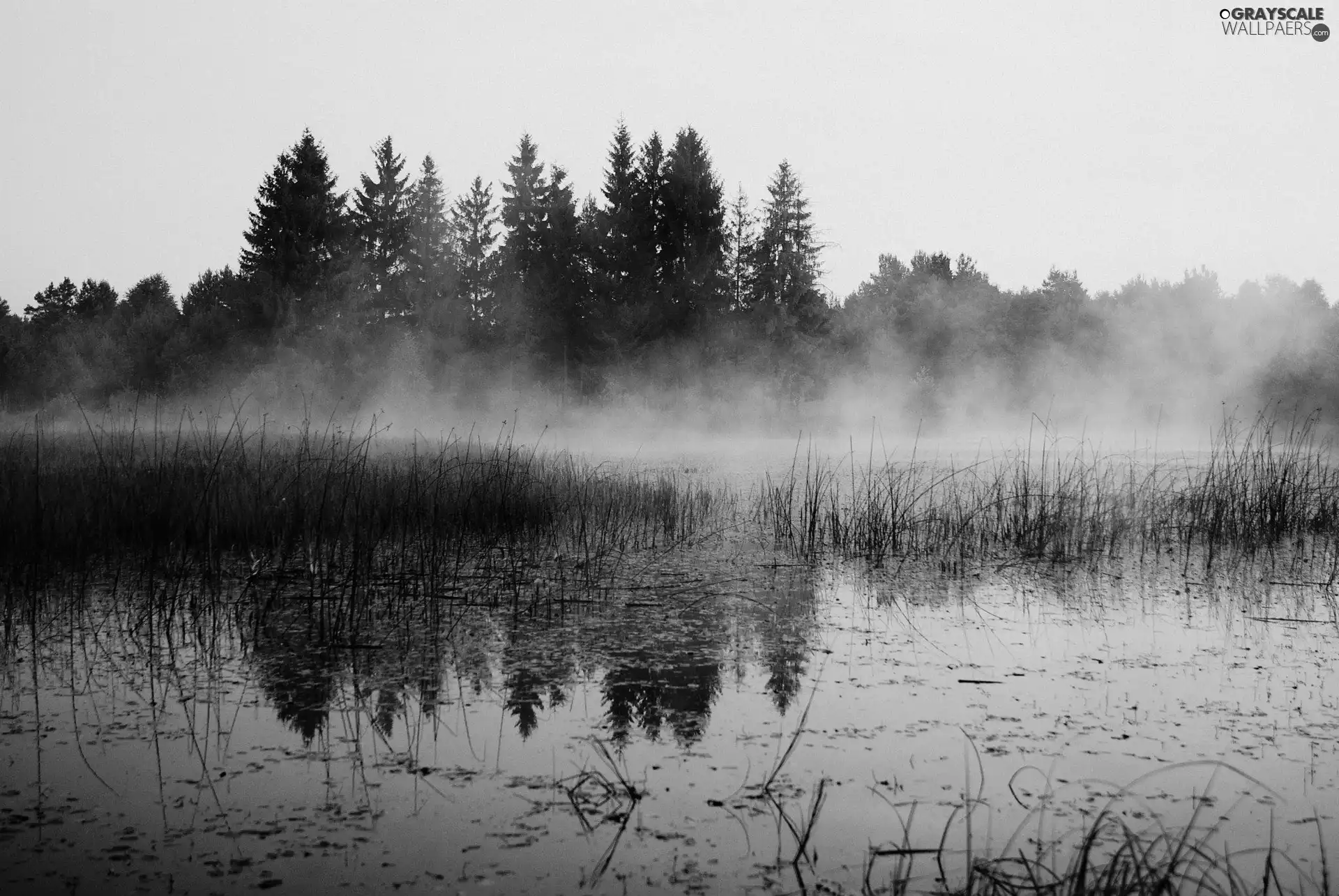 lake, trees, viewes