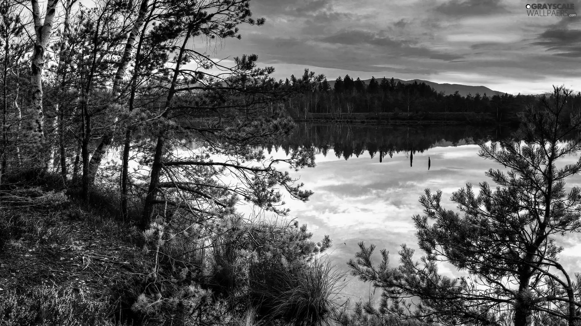 west, woods, lake, sun