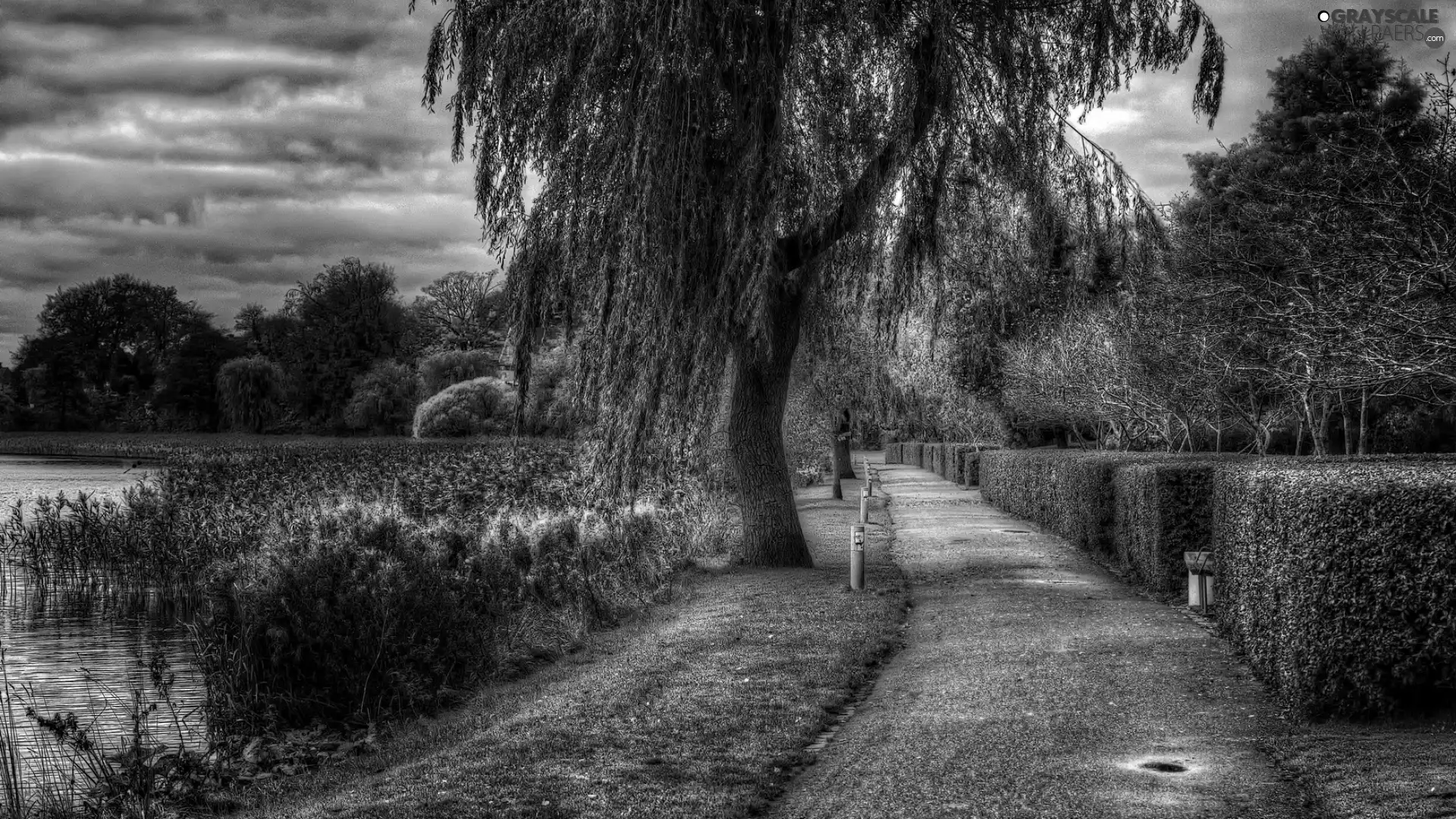 Willow, viewes, lake, trees