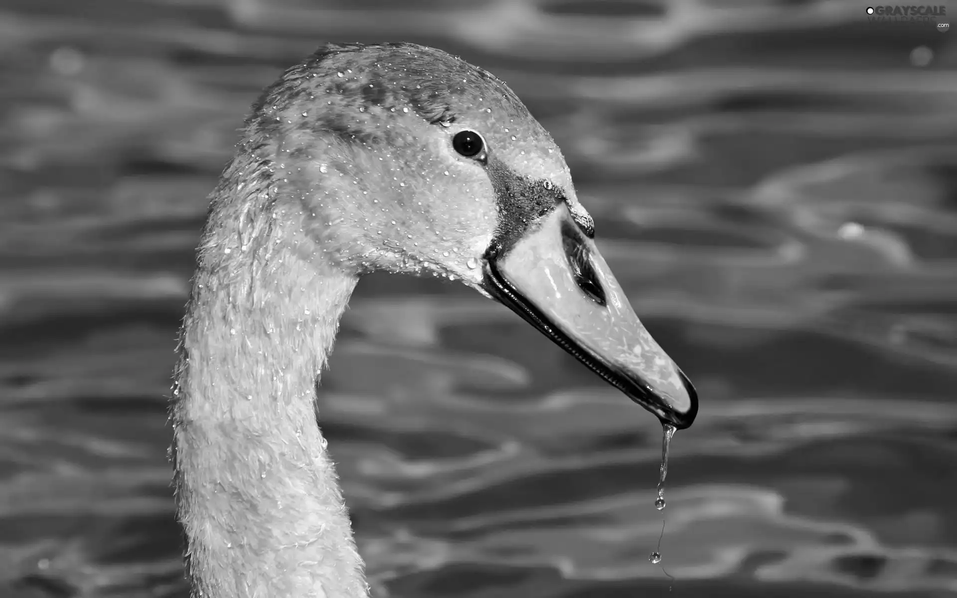 lake, Swans, young