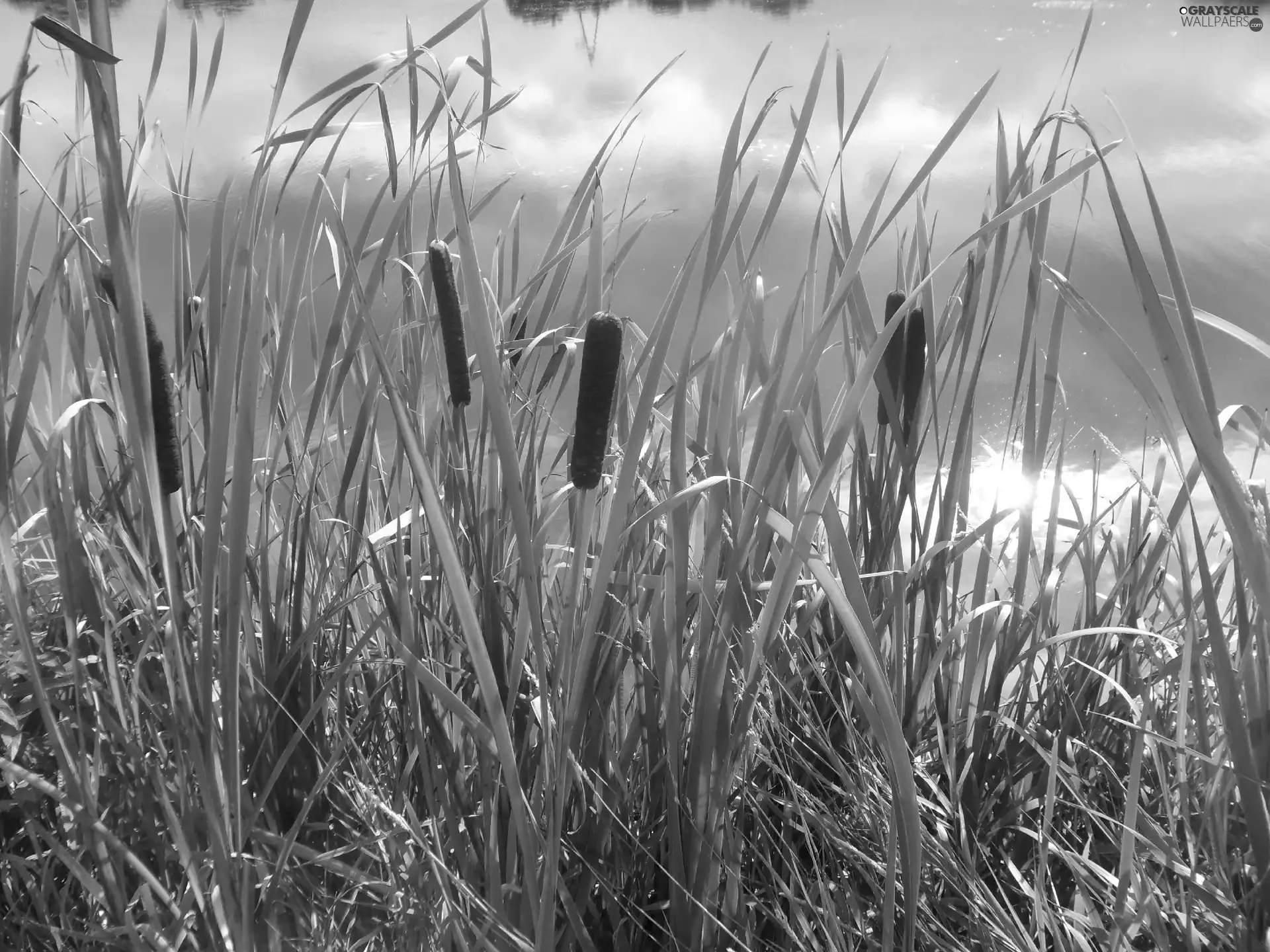 stick, coast, lakes, water