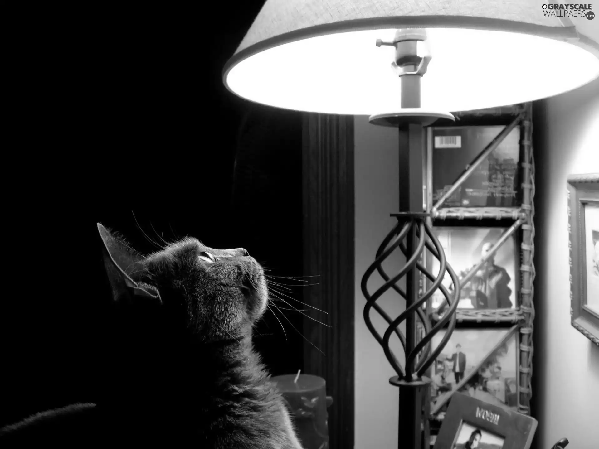 cat, Lamp