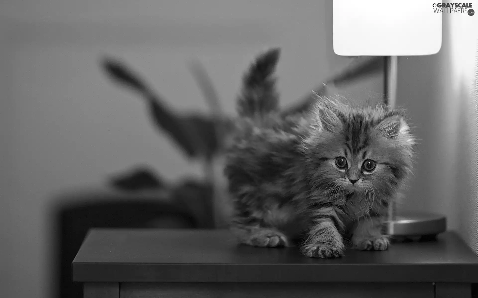 Lamp, small, kitten
