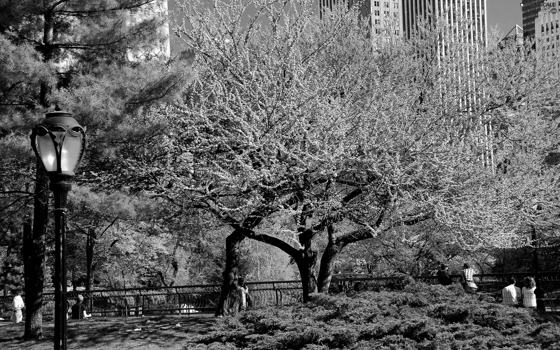 Park, viewes, Lamp, trees