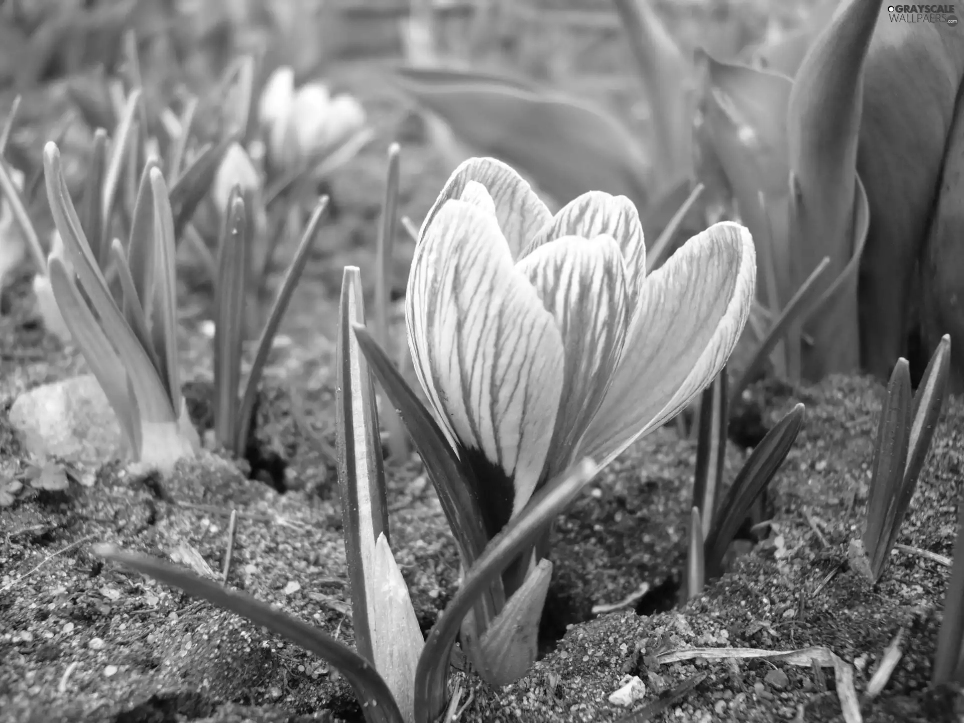 land, Violet, crocus