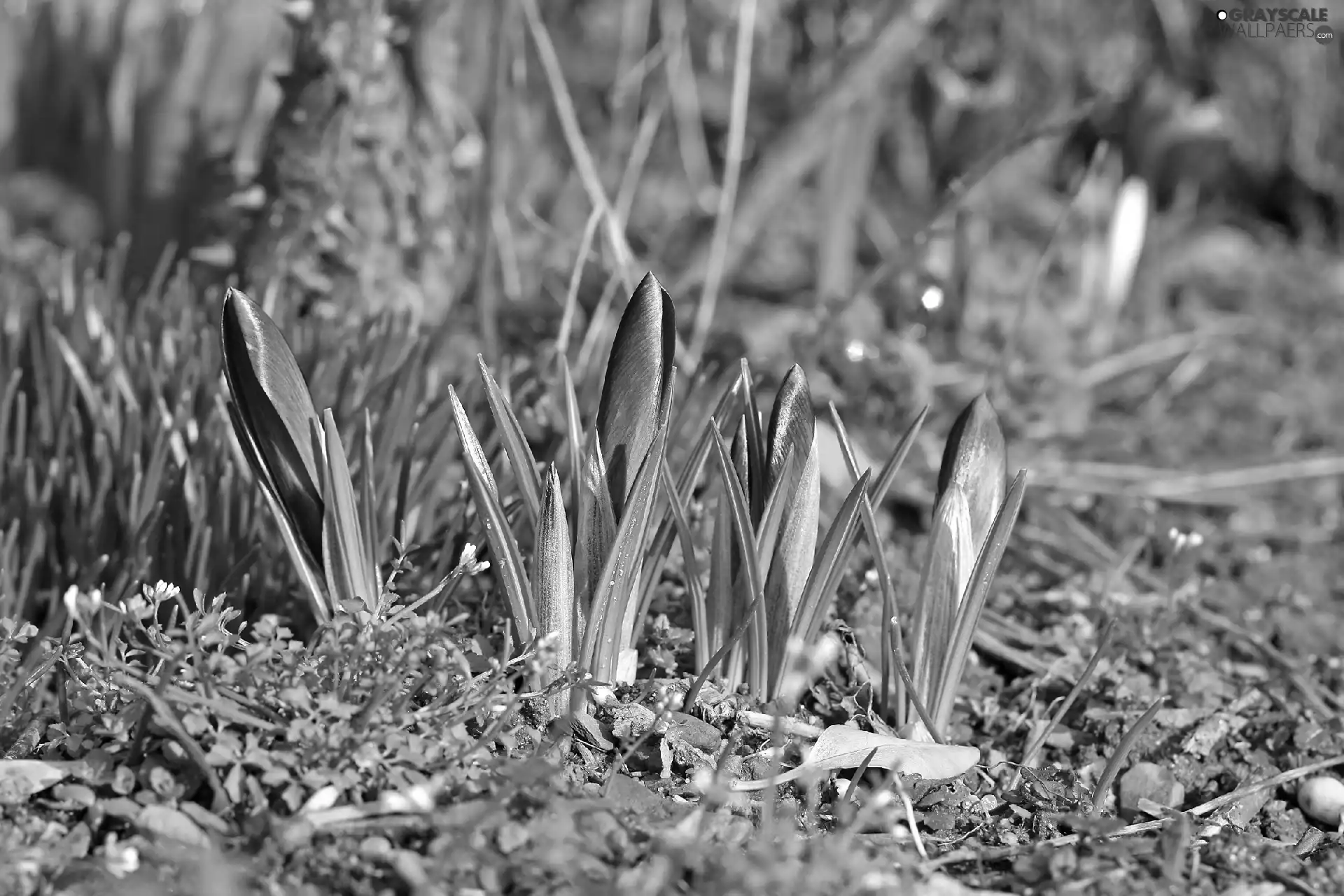 crocuses, grass, land, purple