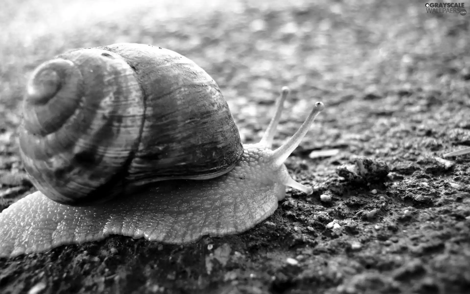 land, snail, shell