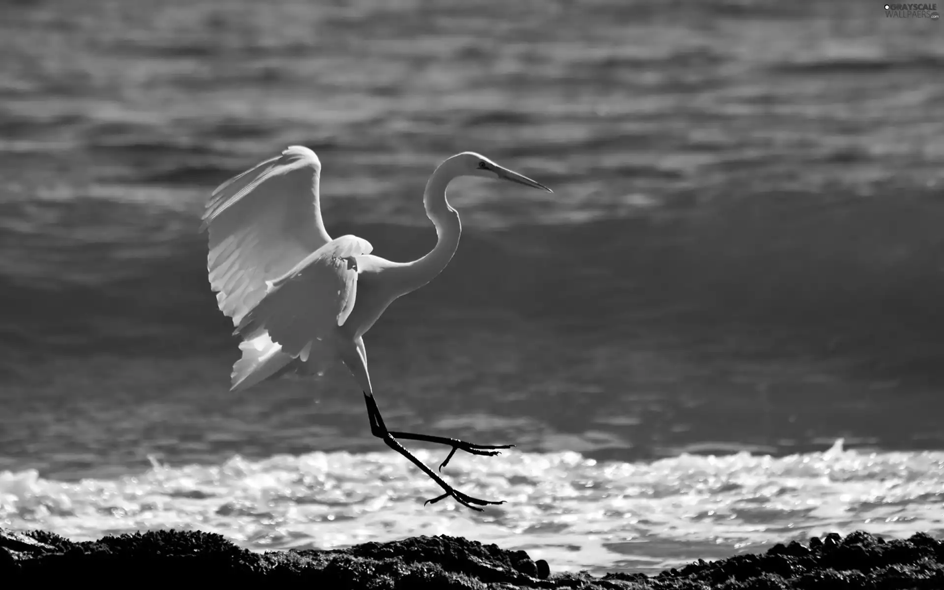 landing, heron, water