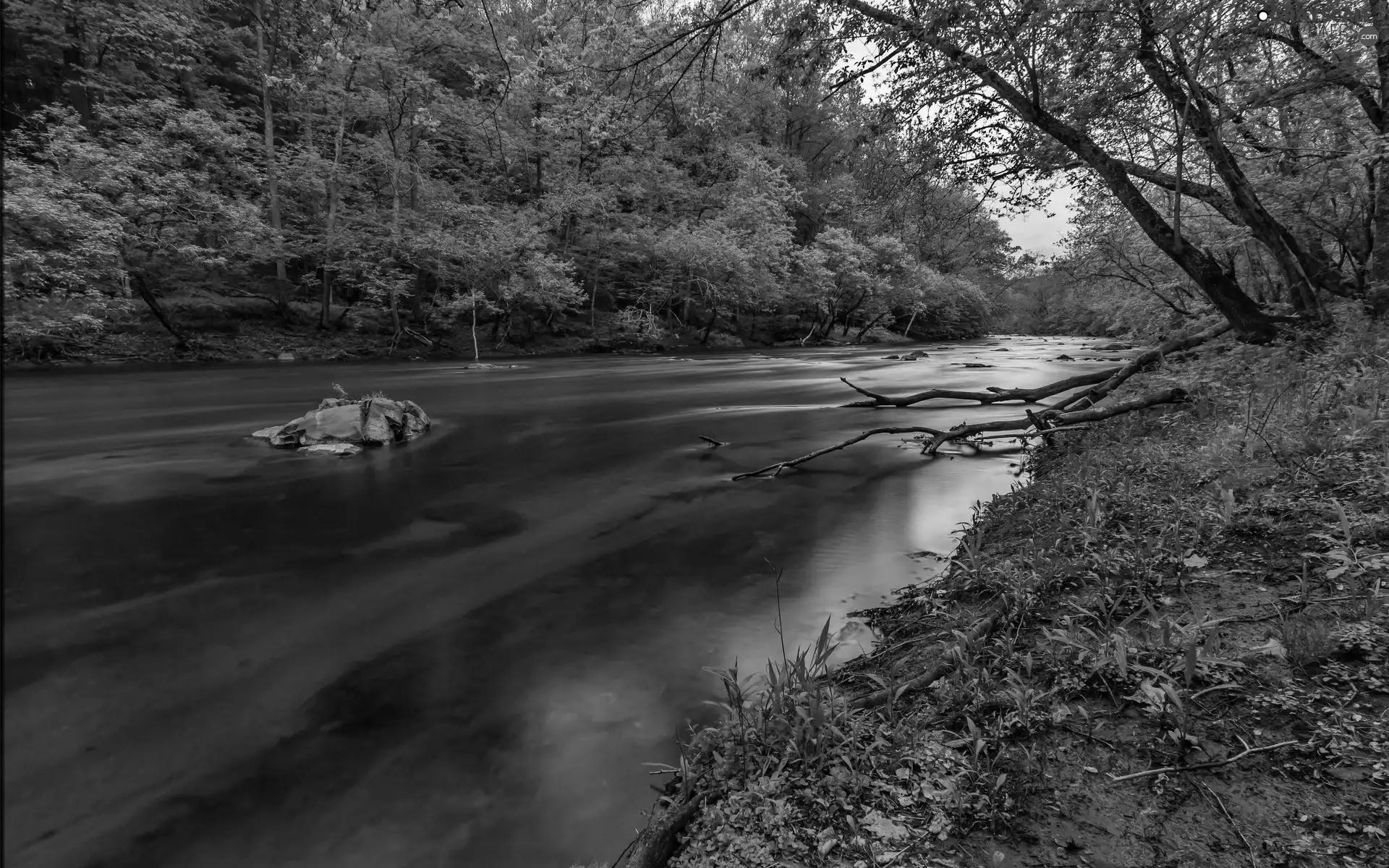 landscape, River, forest