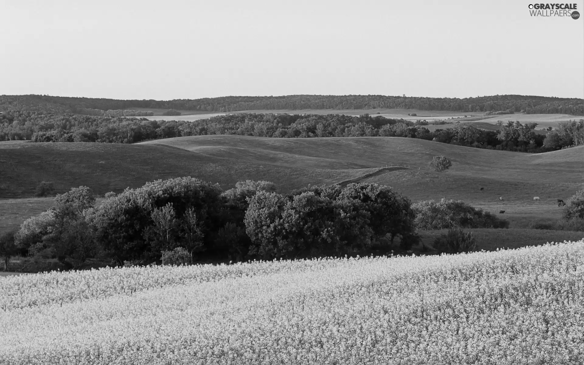 The Hills, viewes, landscape, trees