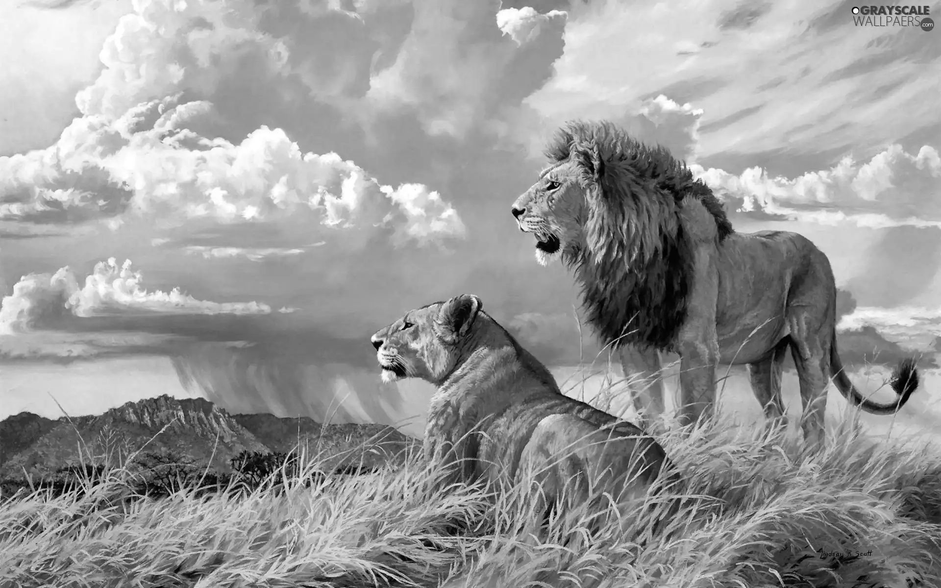 landscape, cats, lions