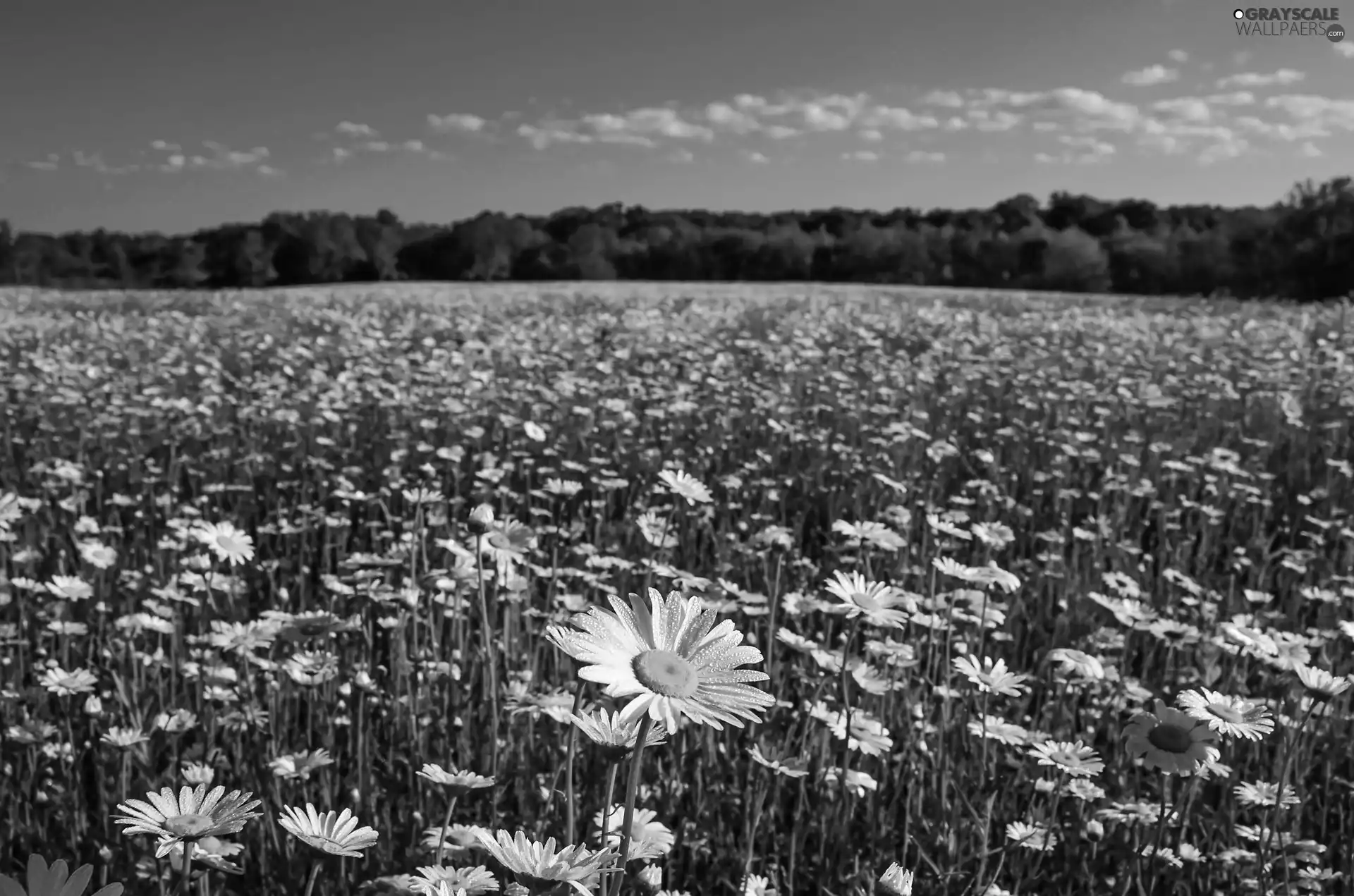 landscape, daisy, Meadow