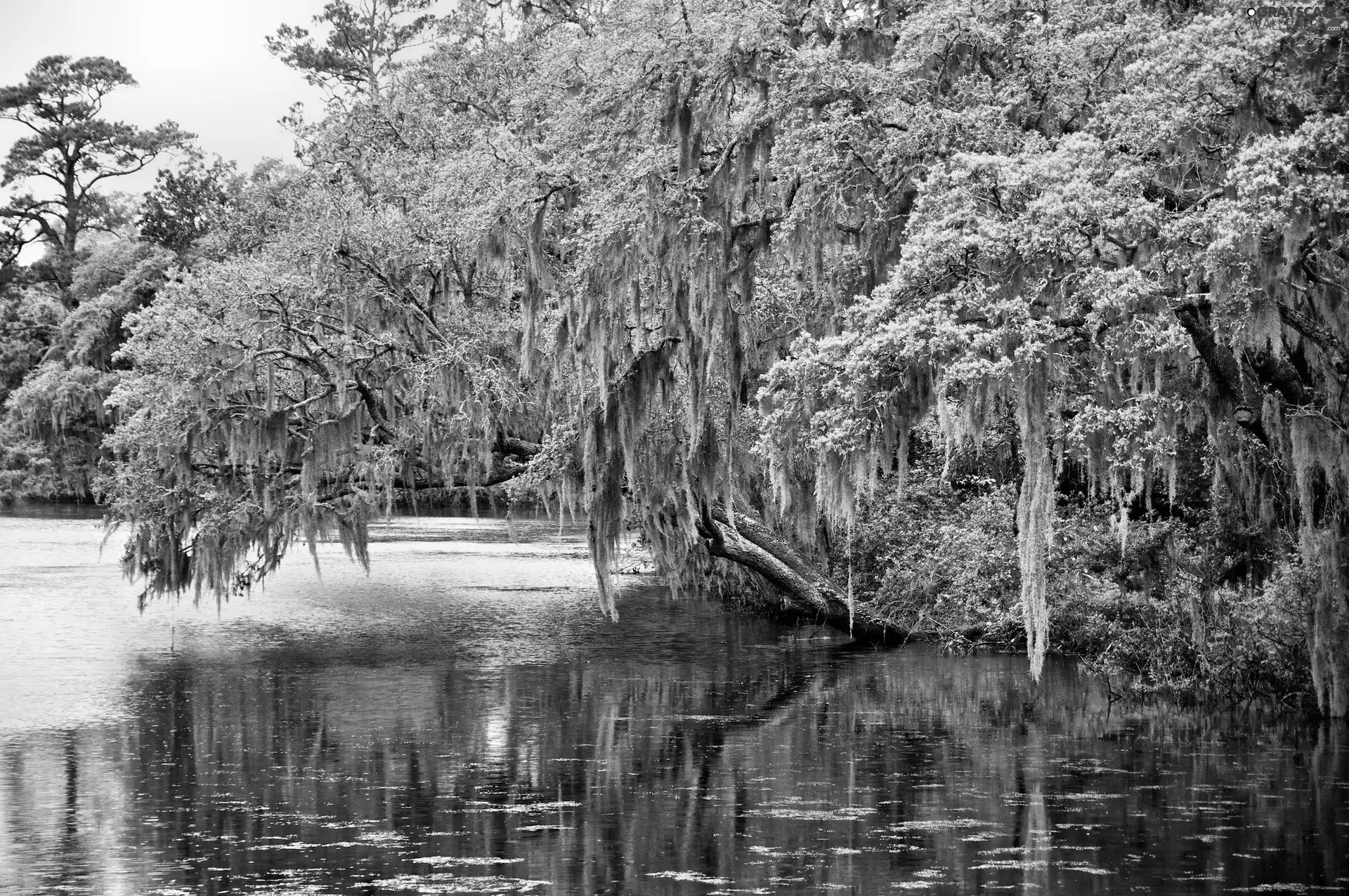 River, viewes, landscape, trees