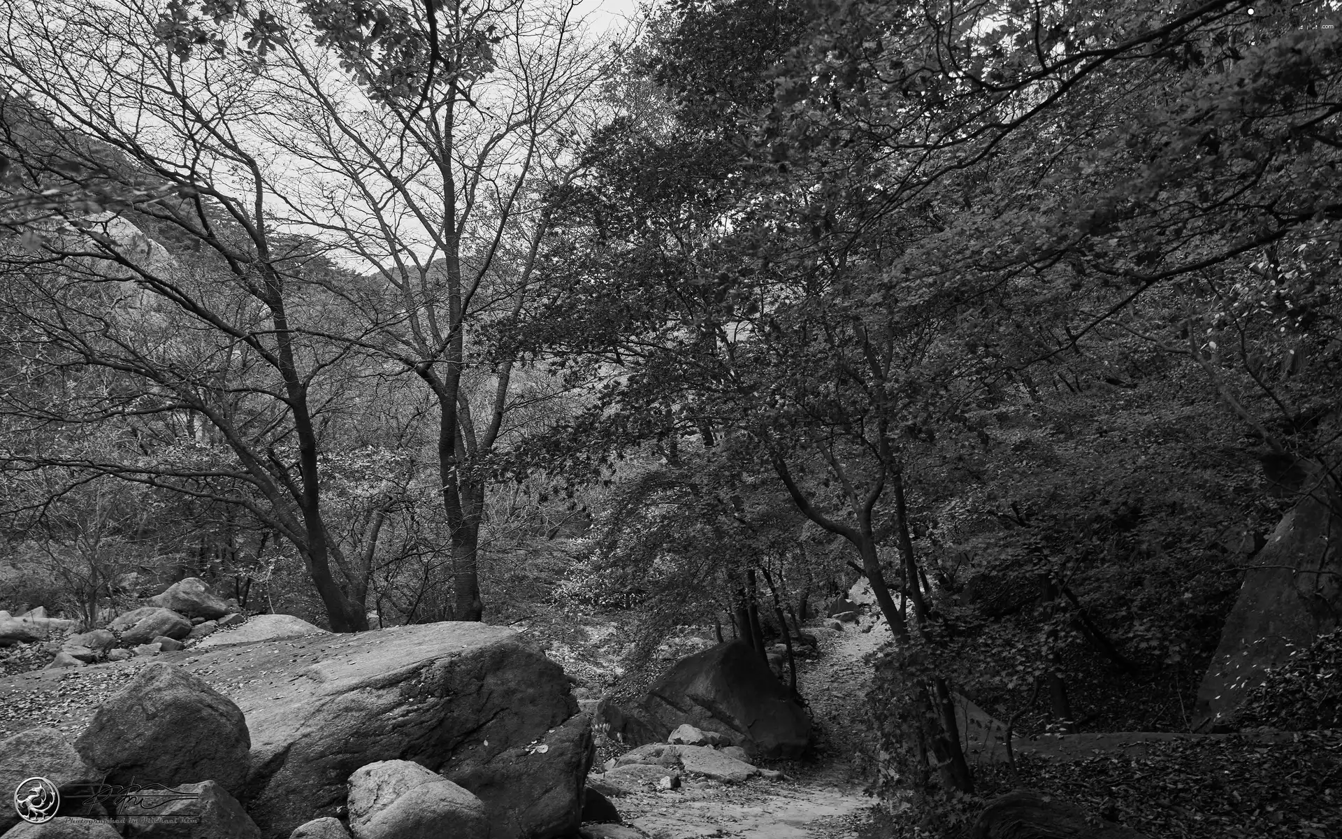 Path, trees, autumn, landscape, Stones, viewes