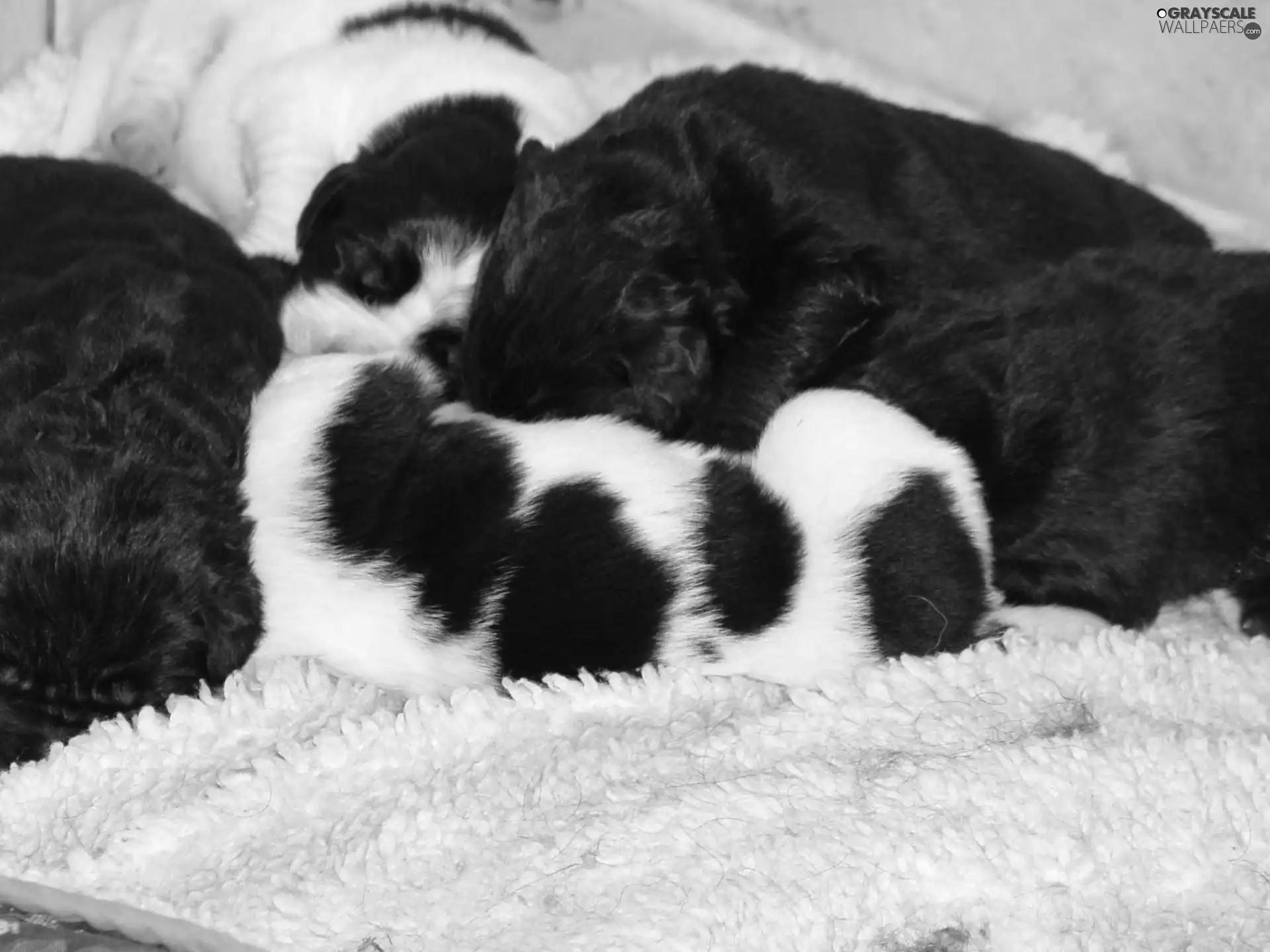 Landseery, sweet, puppies
