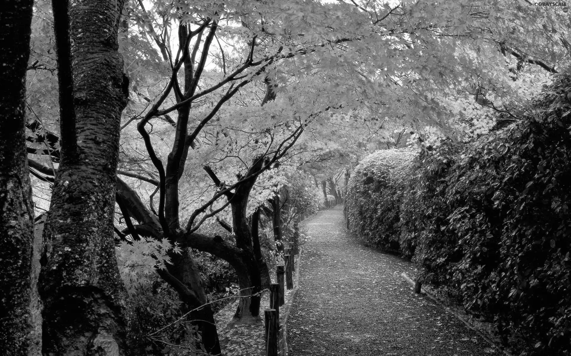 lane, autumn, trees, viewes, Park