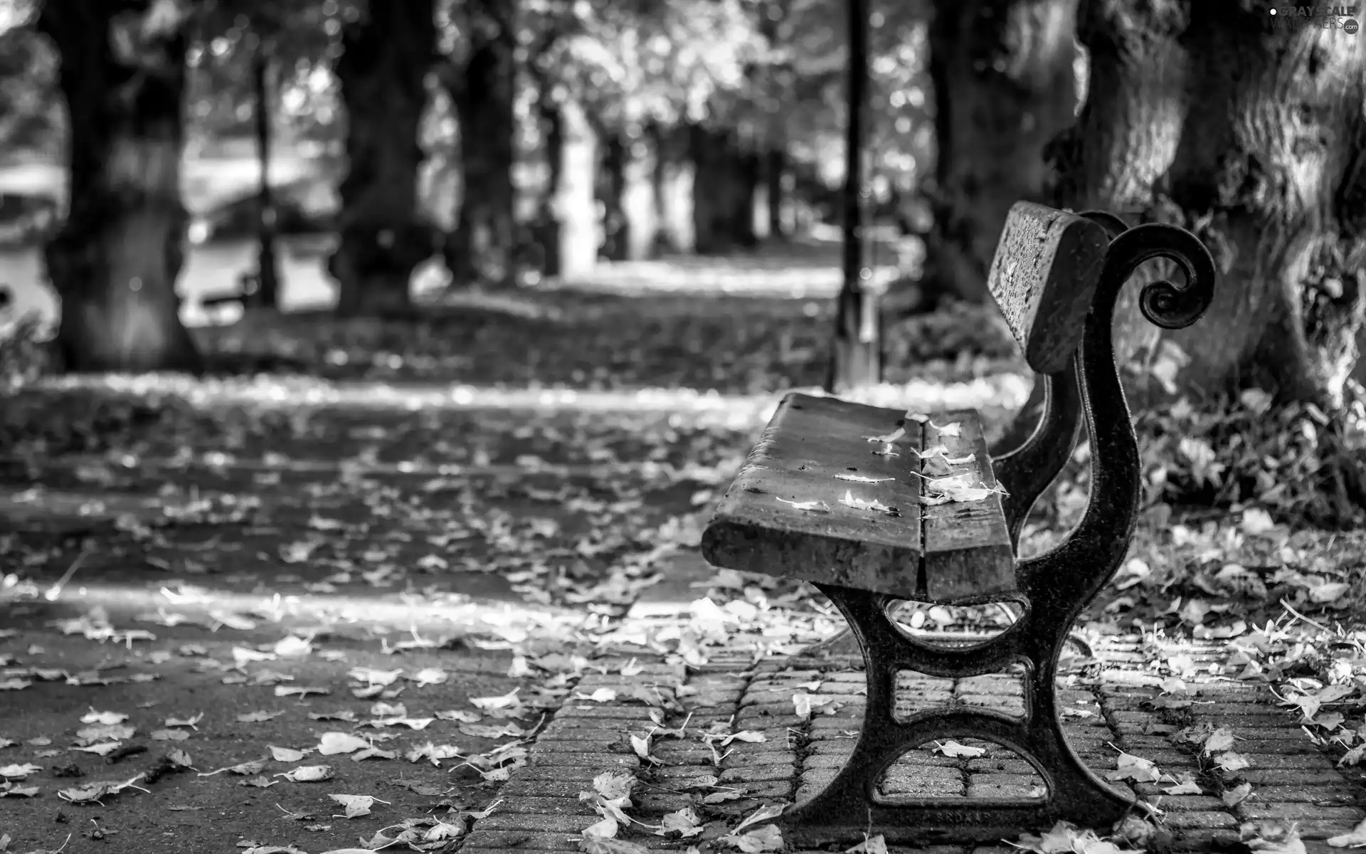 Park, Bench, lane, Leaf