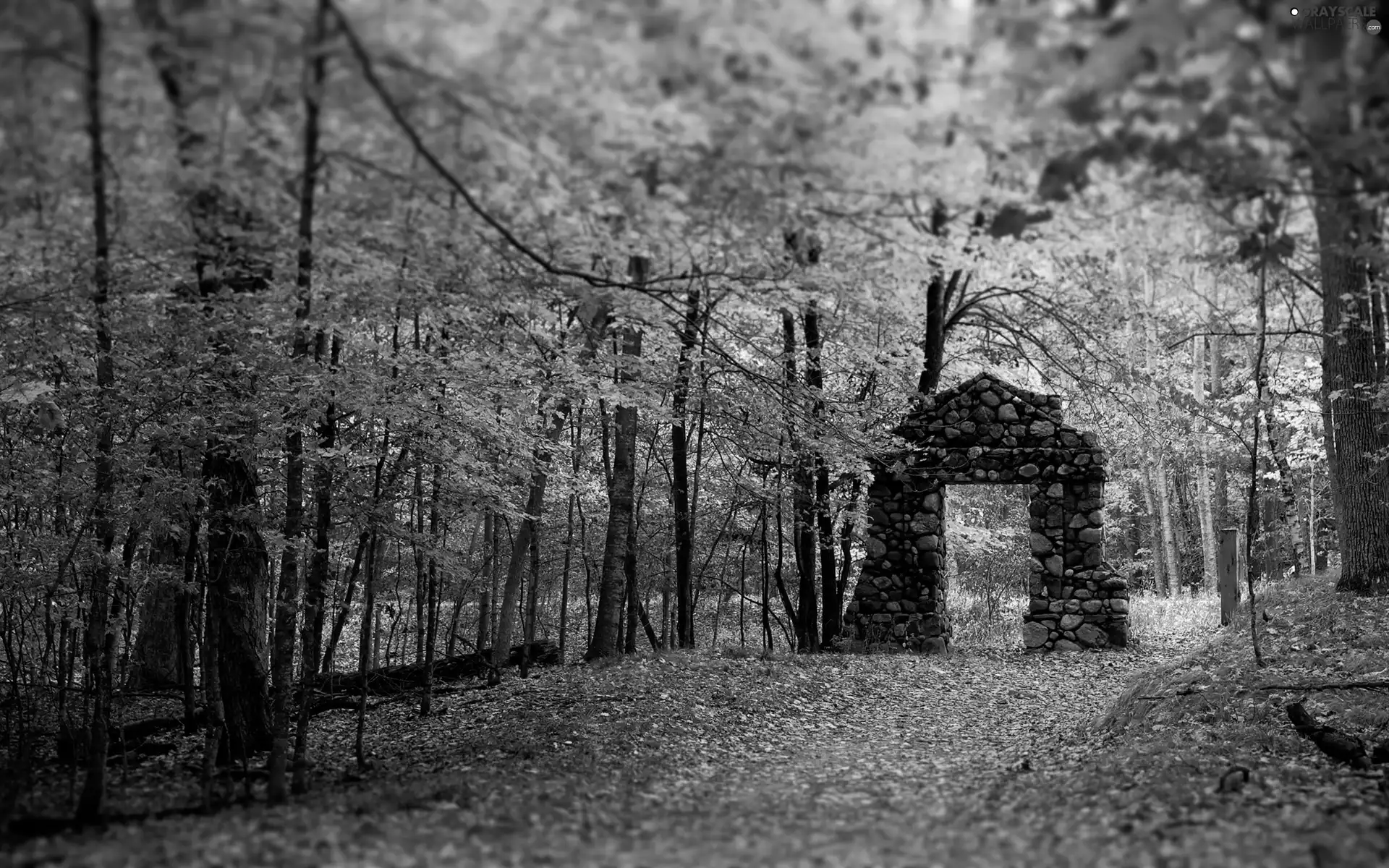 stone, forest, lane, Bow