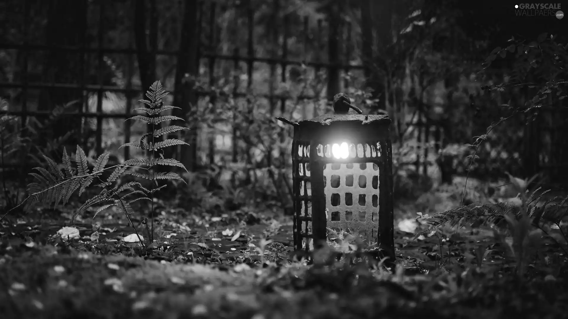 lantern, Fern, Plants