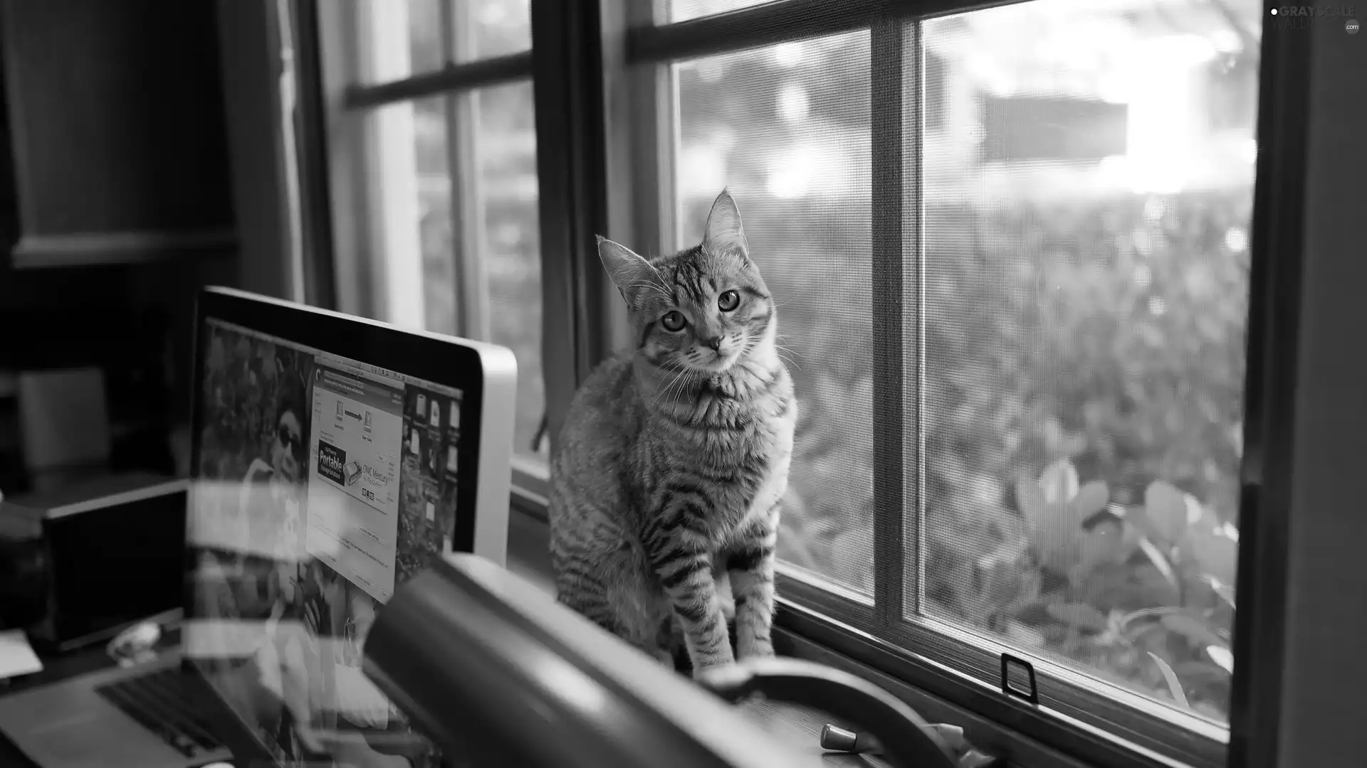 kitten, desk, laptop, Window