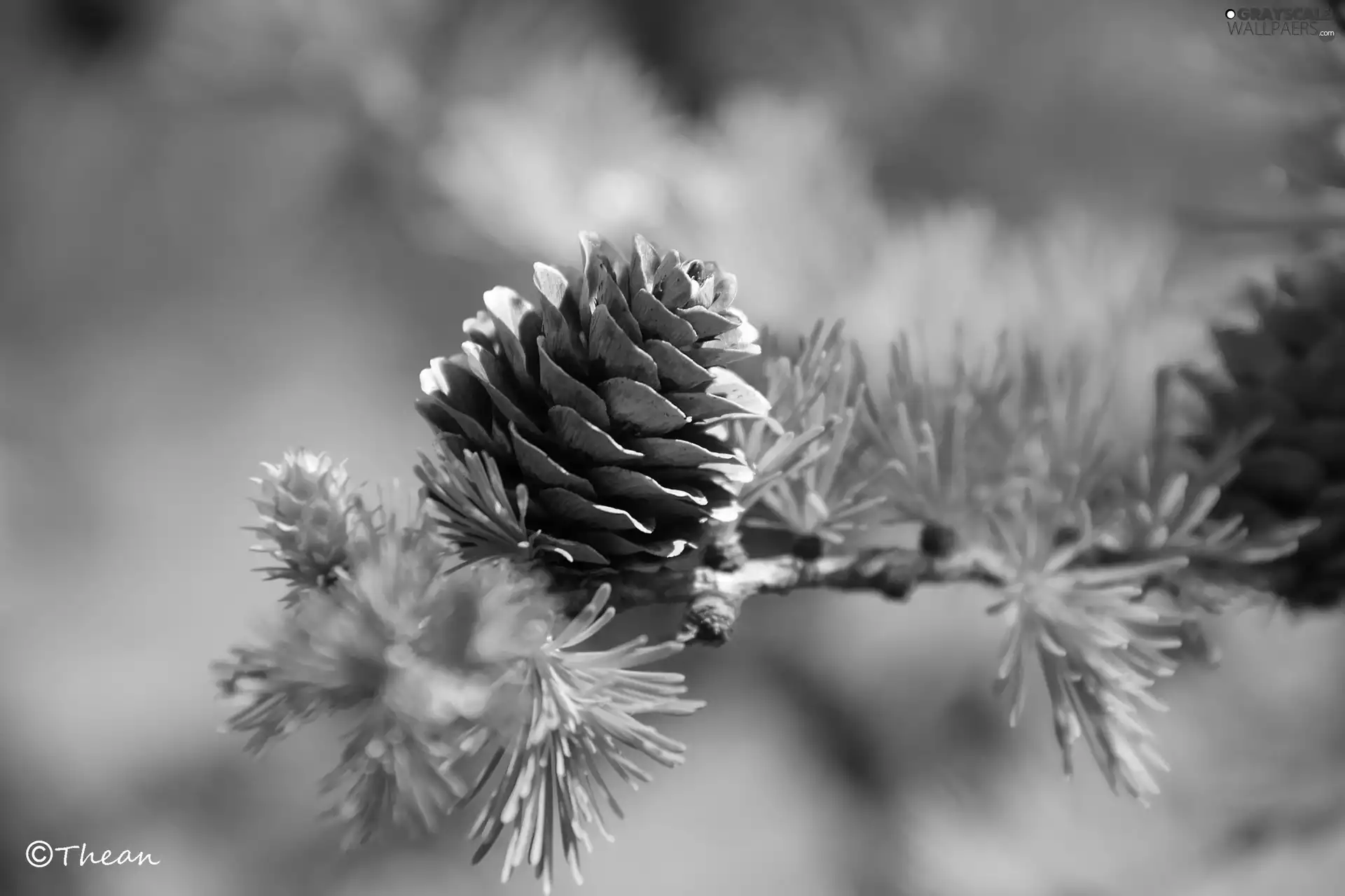 cone, larch