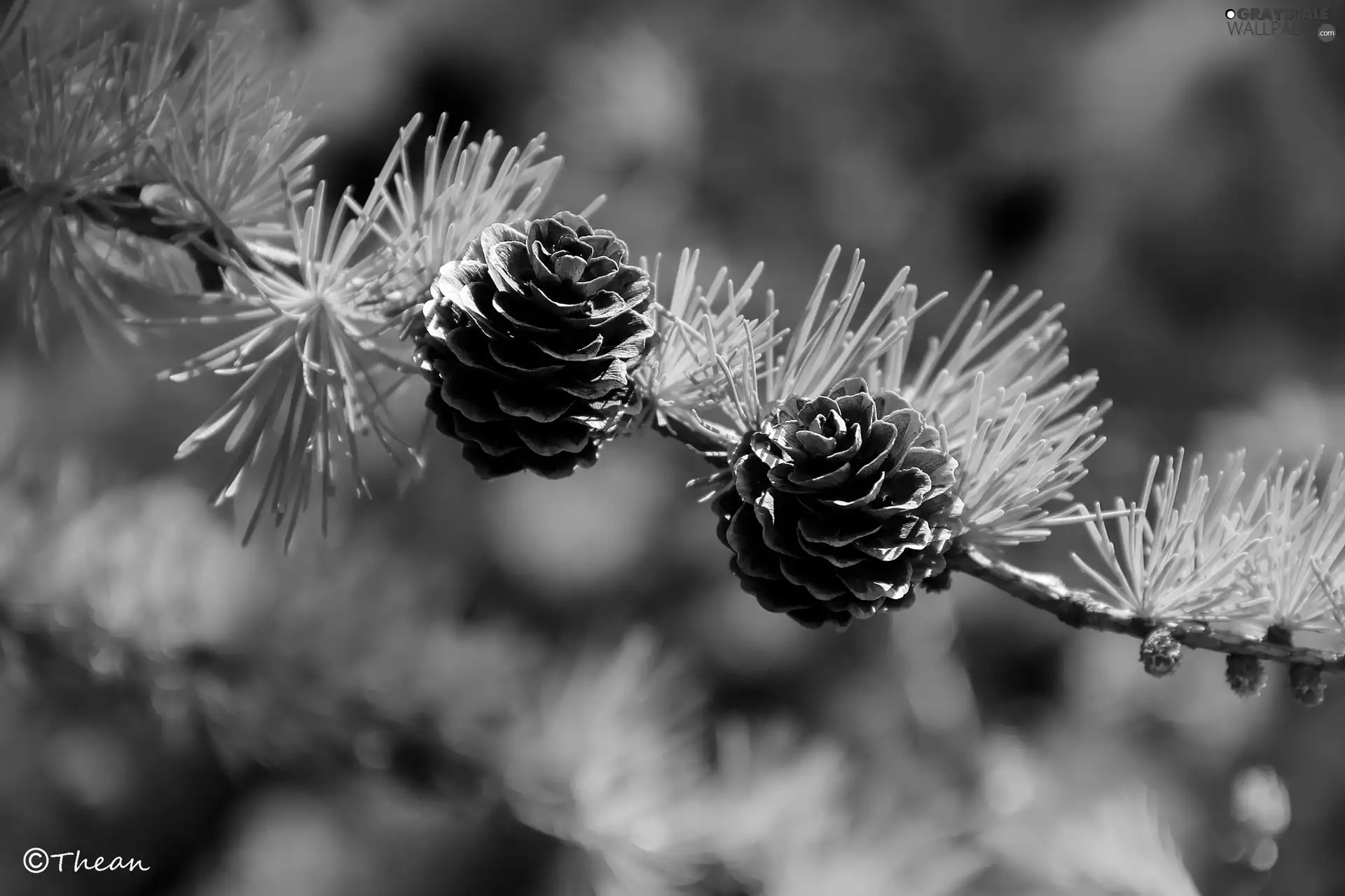 larch, Two, cones