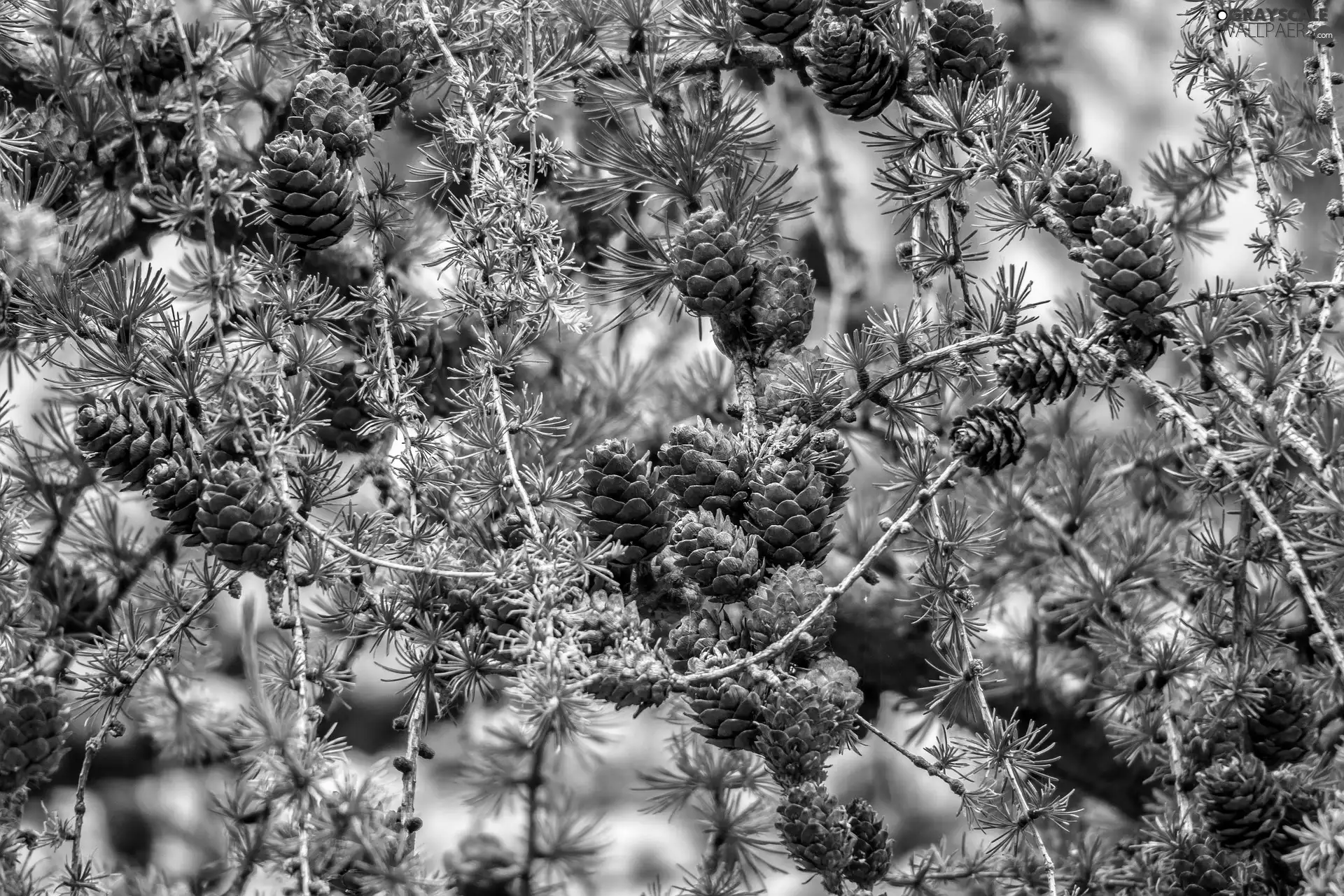 trees, Twigs, cones, larch