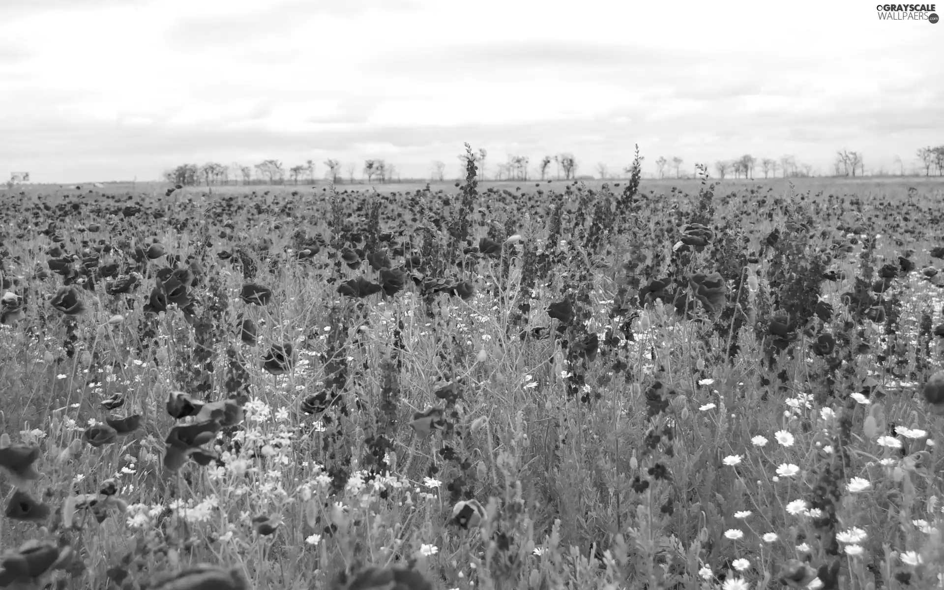 Larkspurs, Meadow, papavers