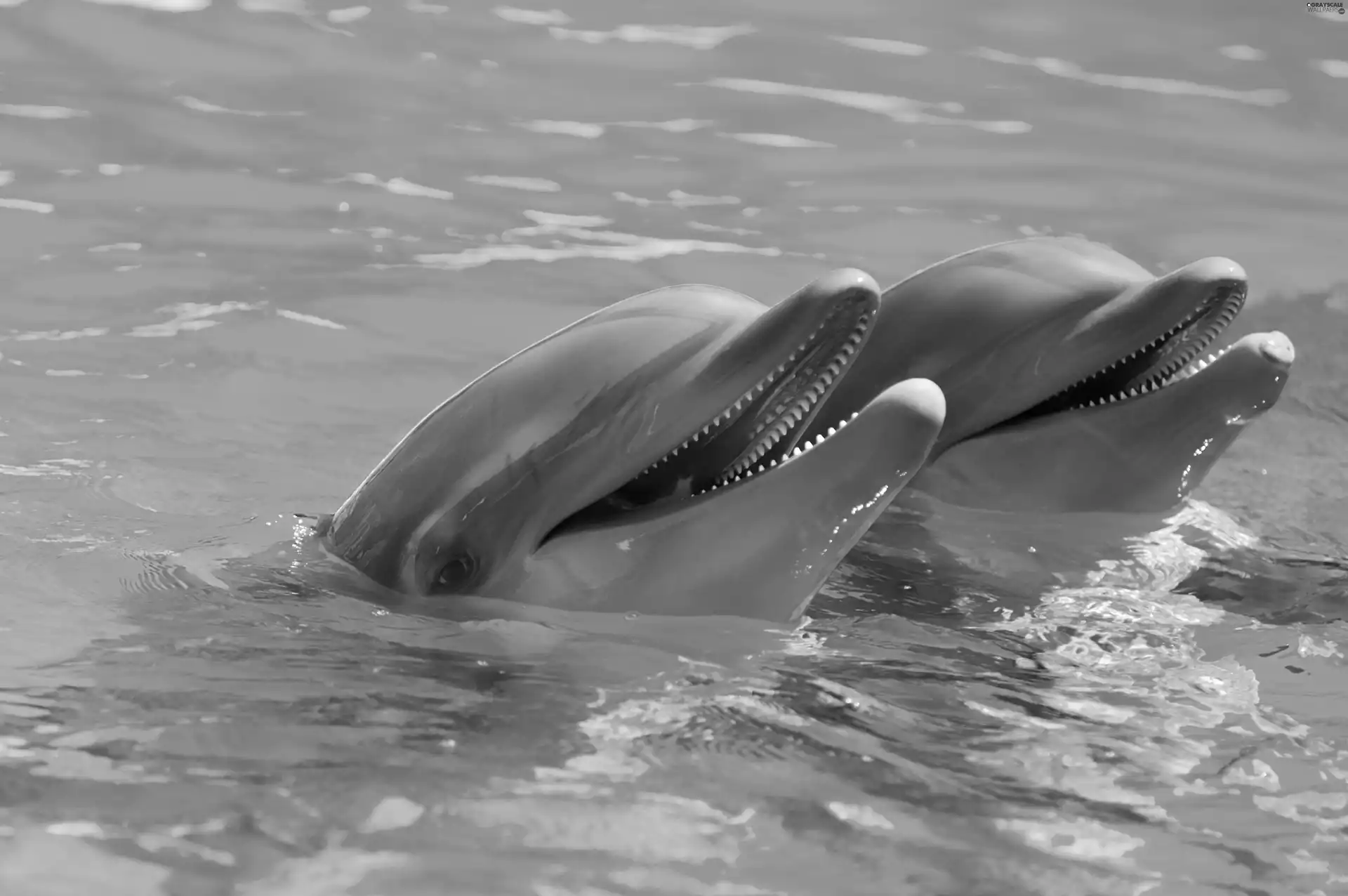 dolphins, Two cars, laughing