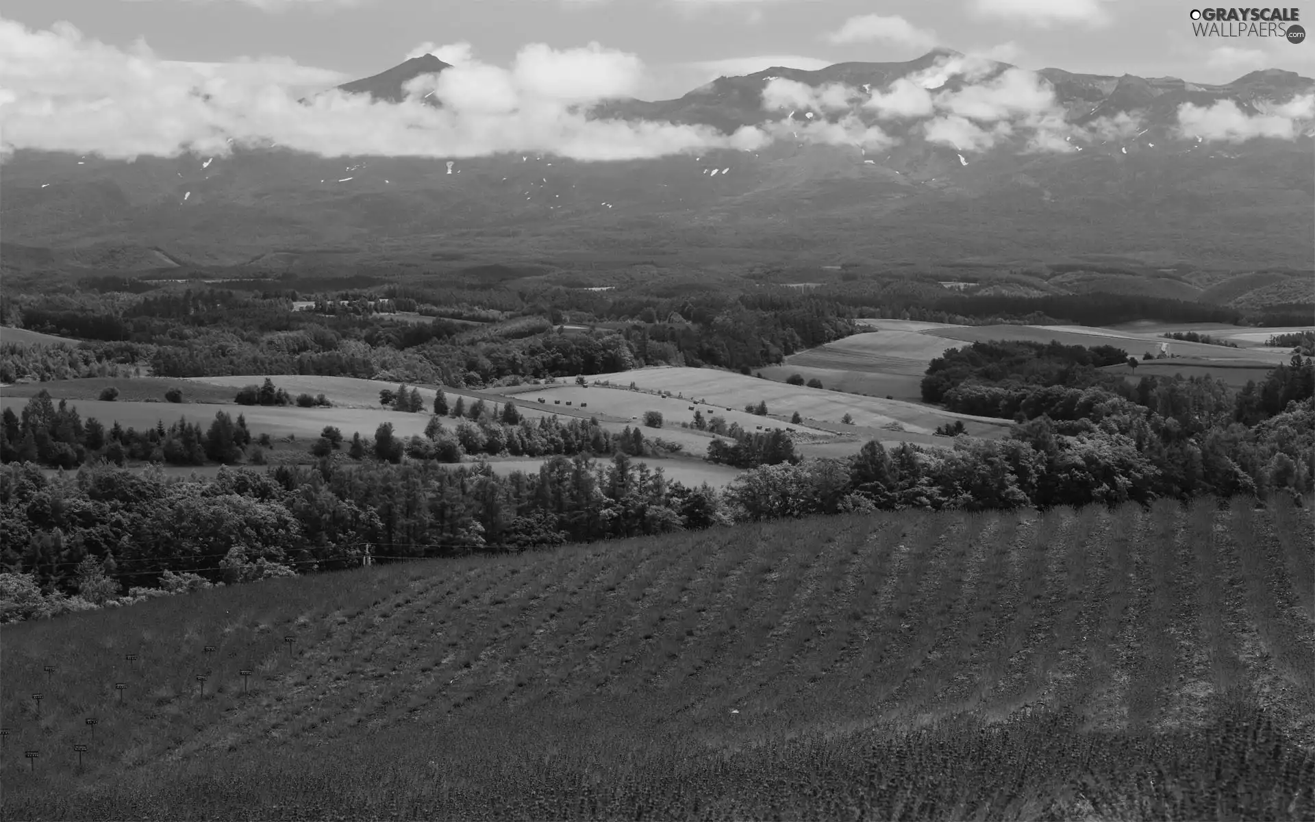 viewes, Mountains, lavender, clouds, Field, trees