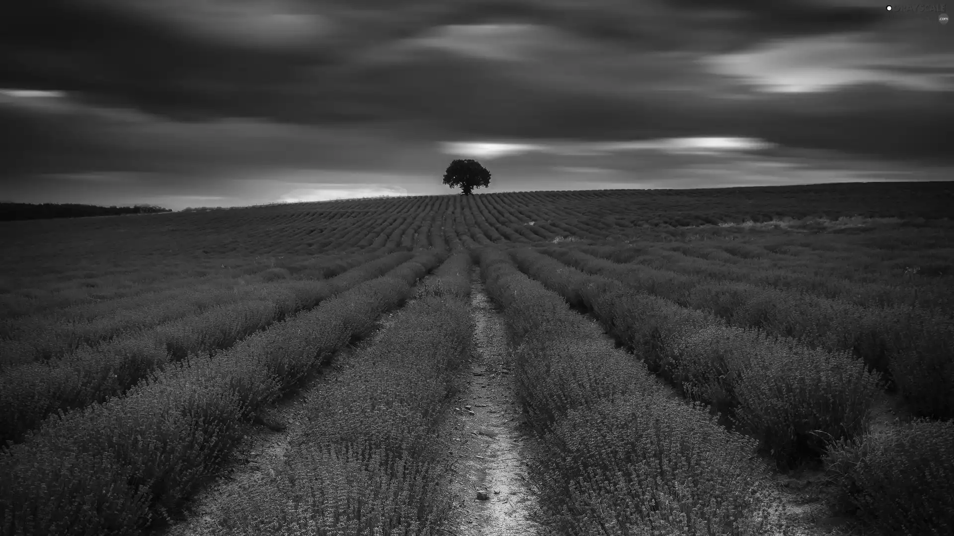 trees, Great Sunsets, lavender, clouds, Field