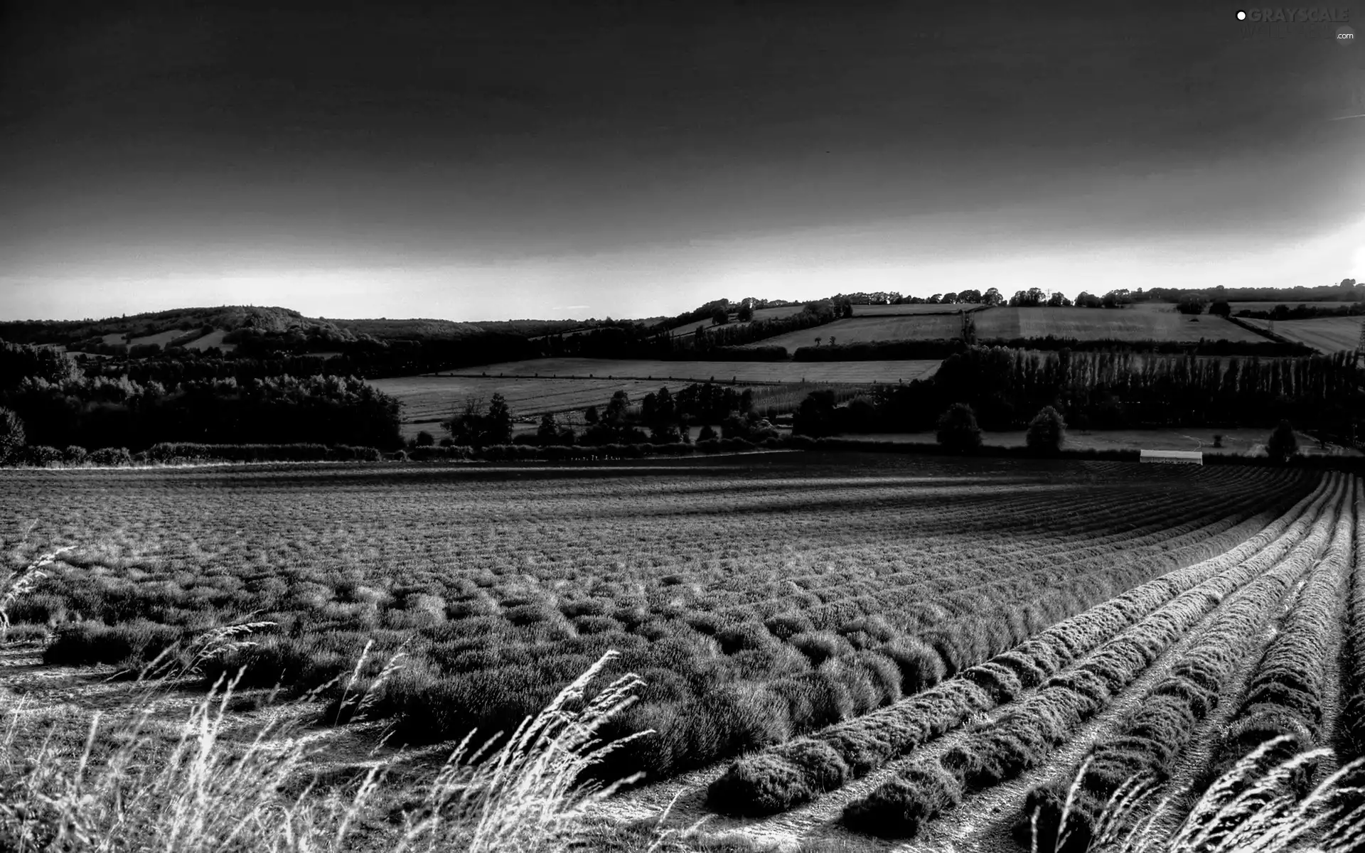 Field, lavender