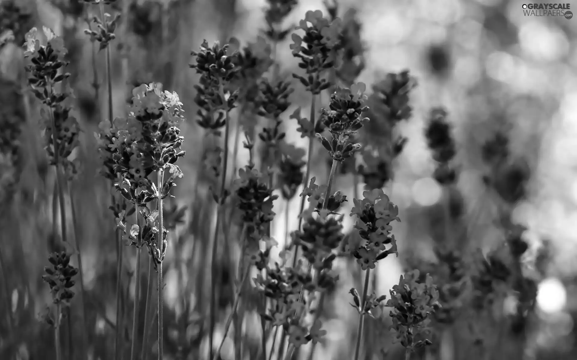 Flowers, lavender