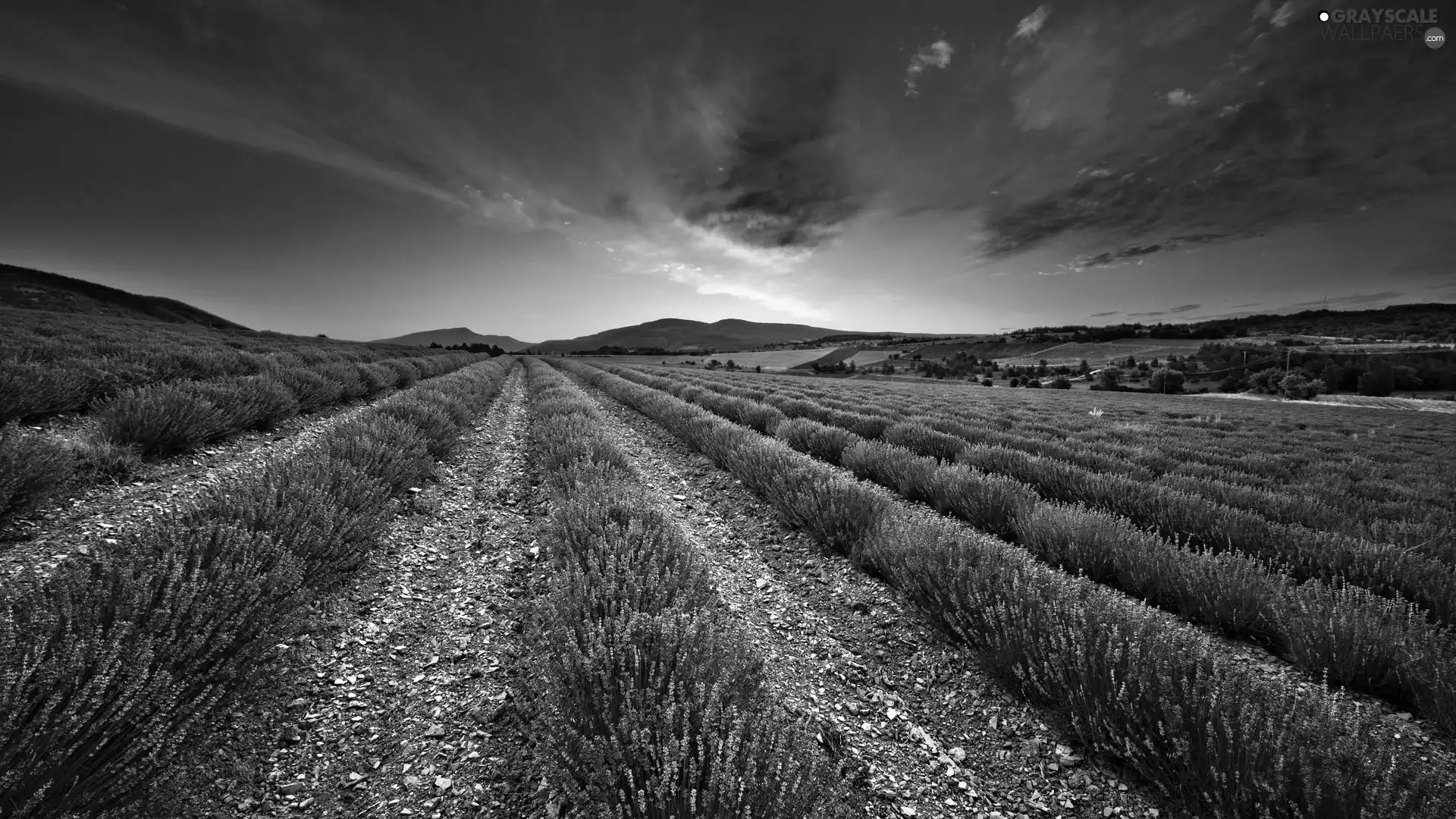 west, Field, lavender, sun