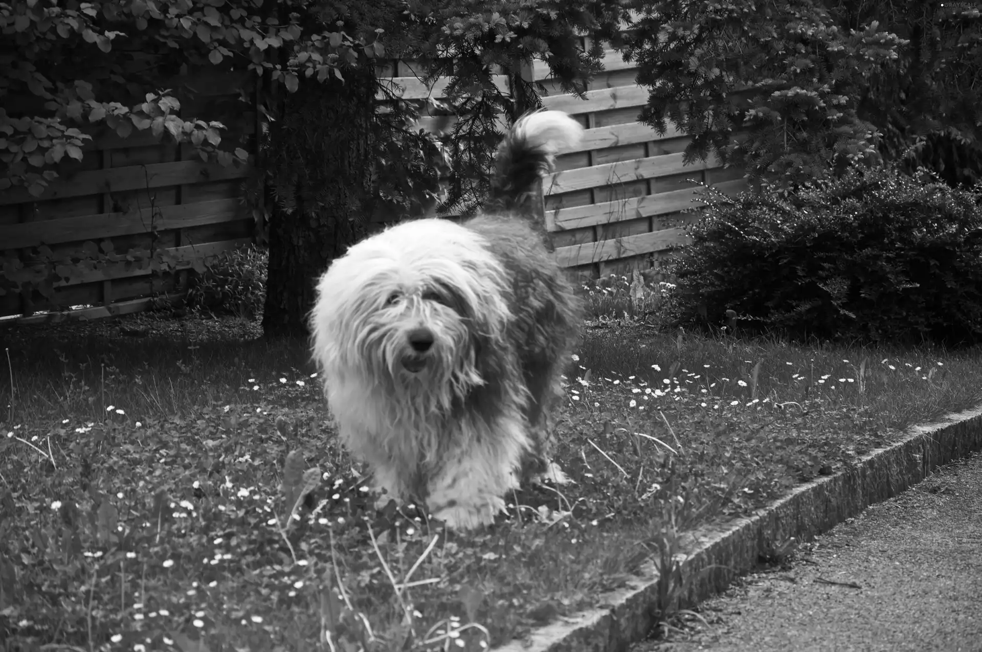 Old English Sheepdog, Lawn