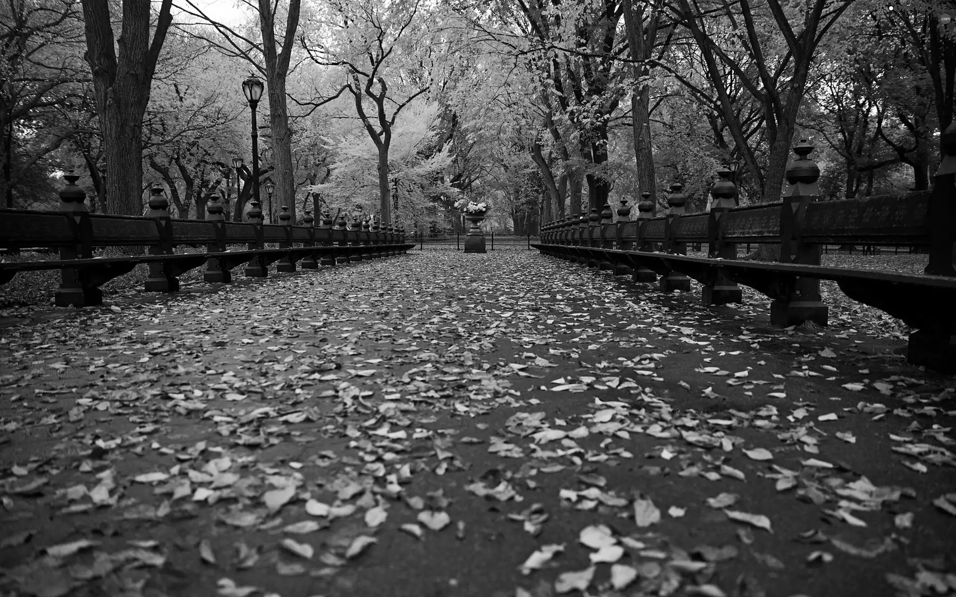 bench, autumn, lawn, Flowers, Leaf, Park